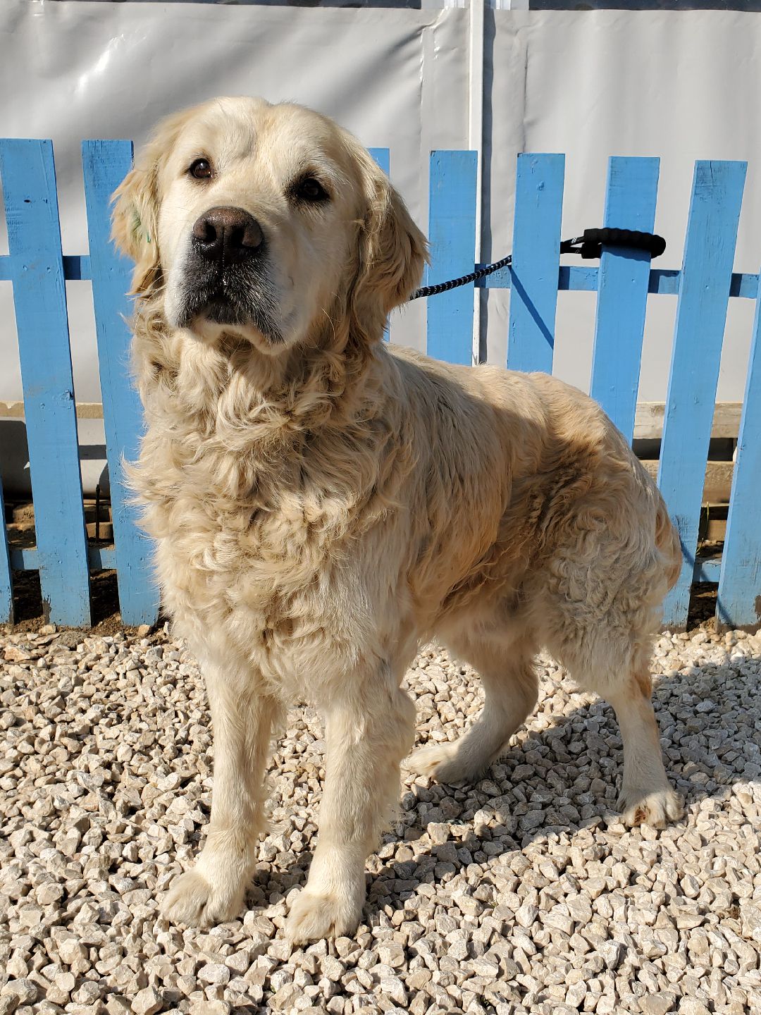 *ADOPTED* <br> Atlas