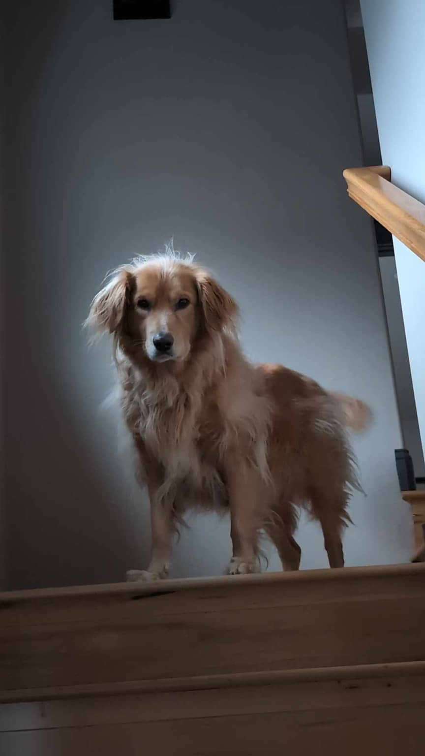 Monty 