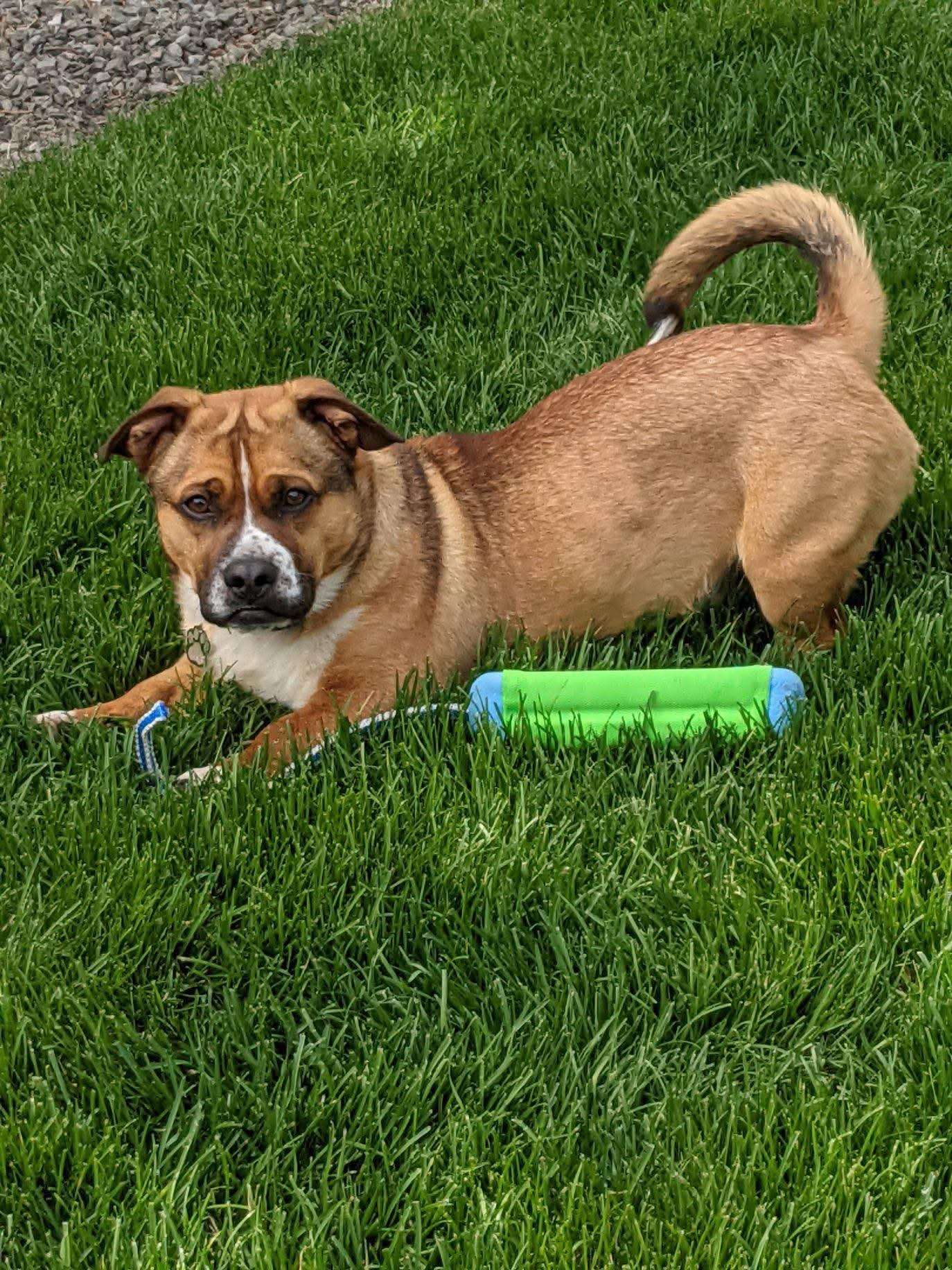 *ADOPTED* <br> Tucker 