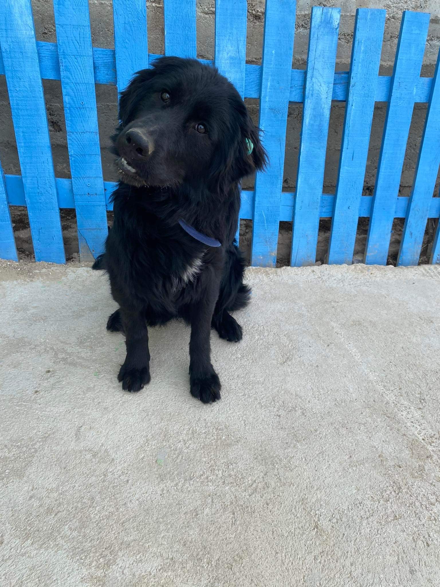 *ADOPTED* <br> Piper