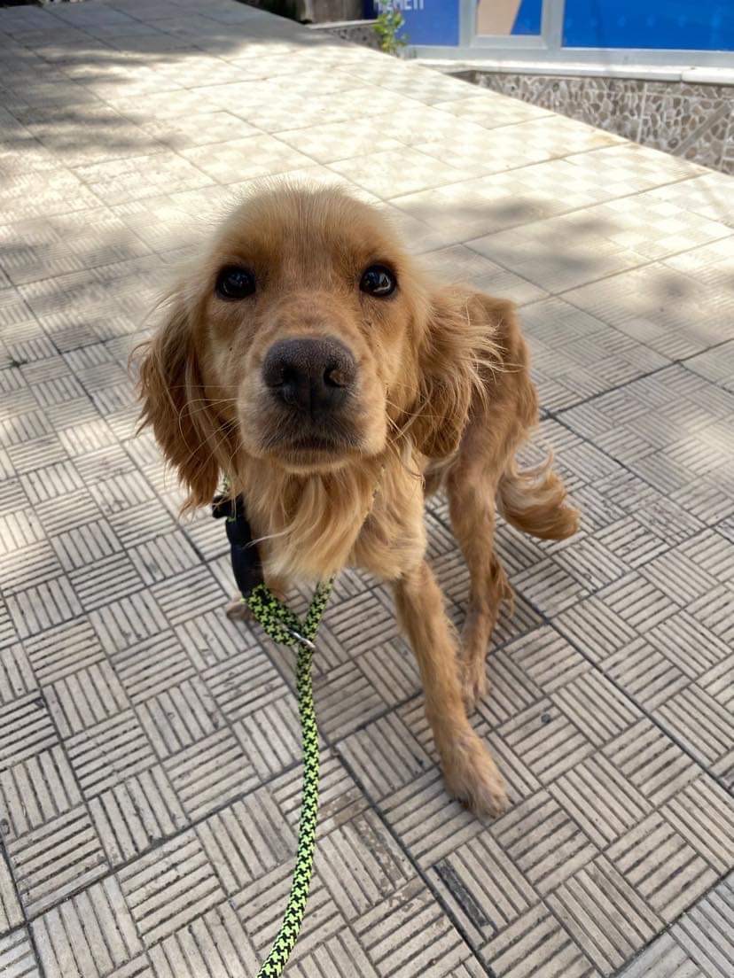 *ADOPTED* <br> Asher
