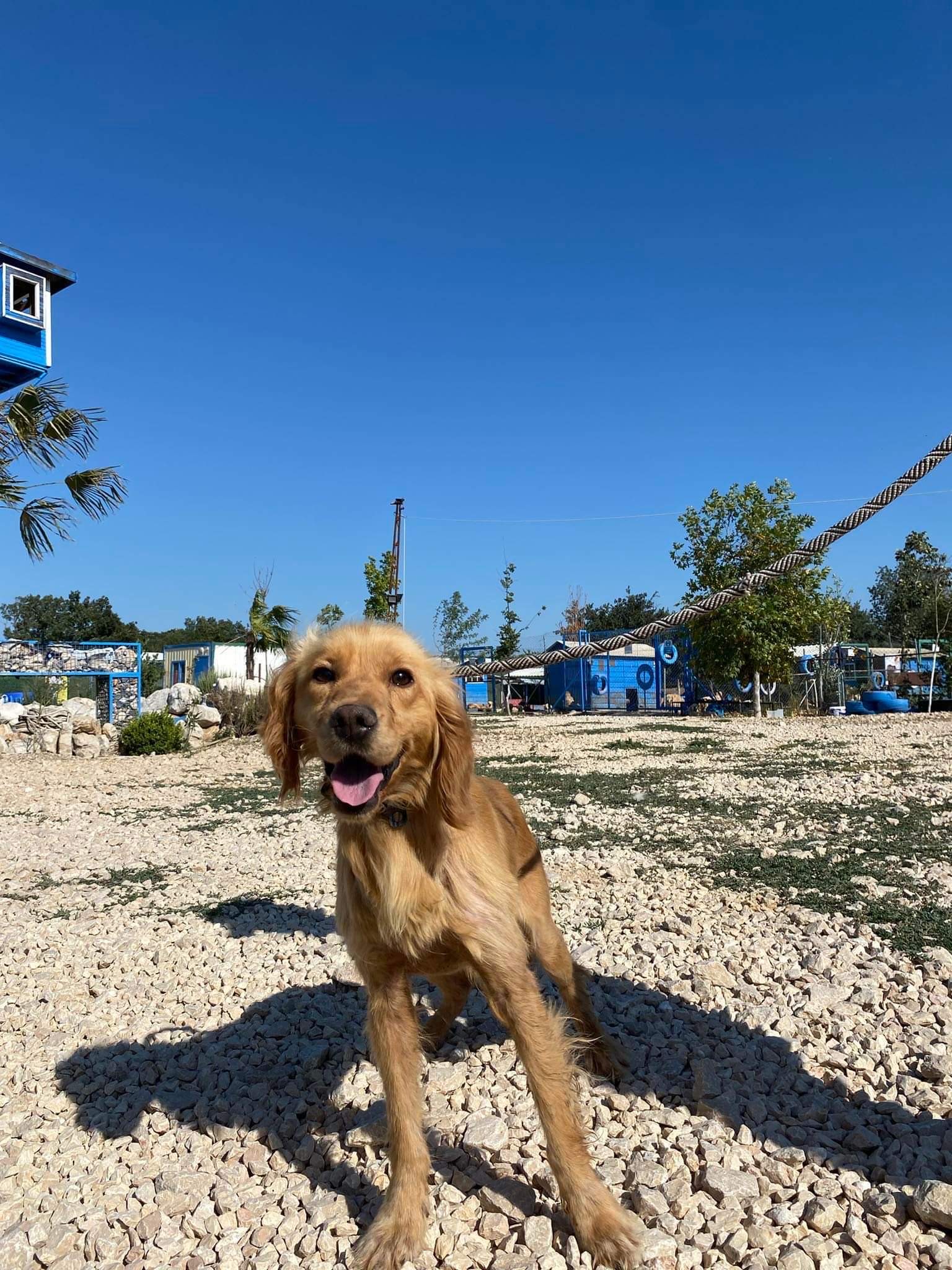 *ADOPTED* <br> Asher