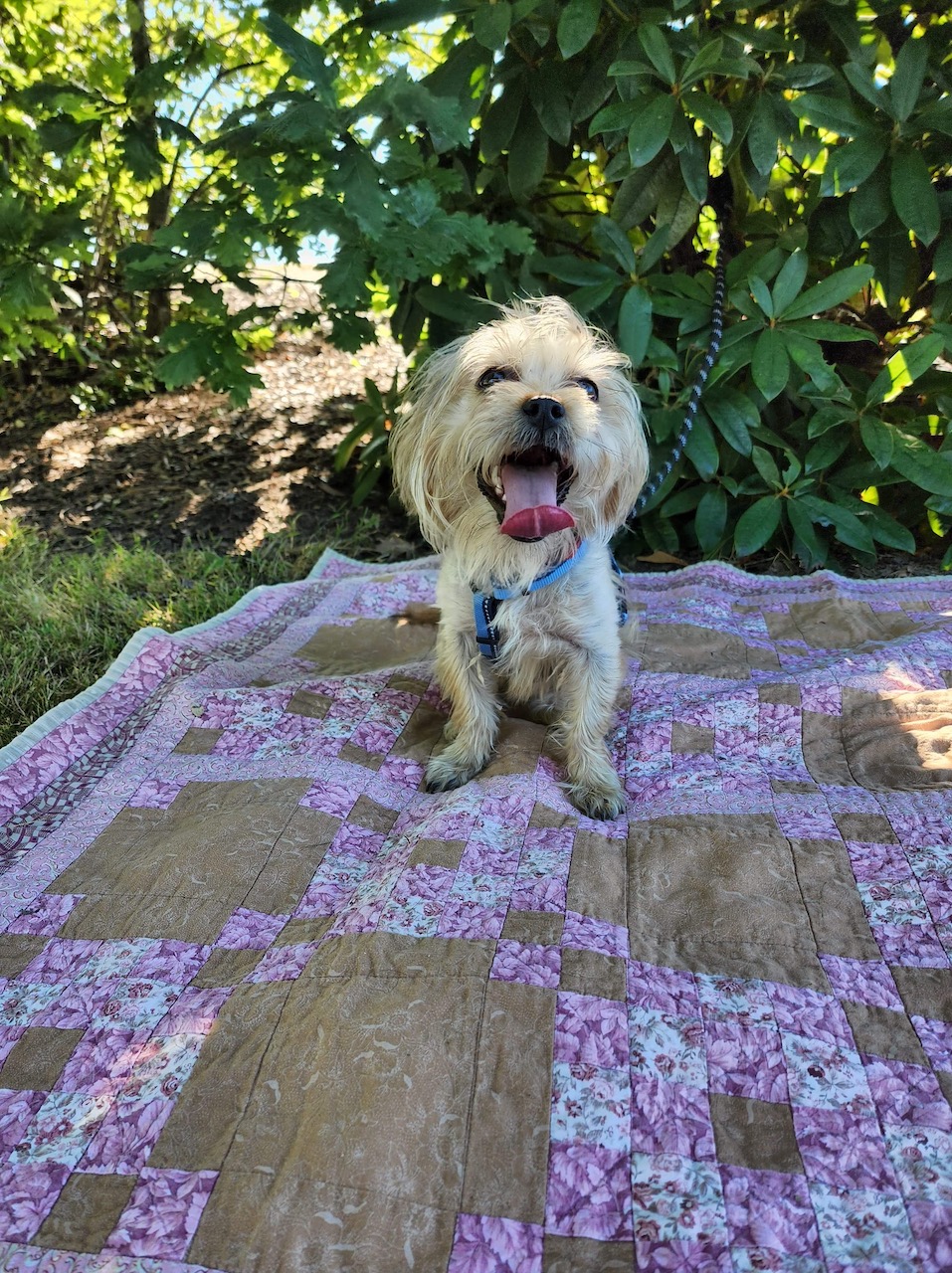 Leila