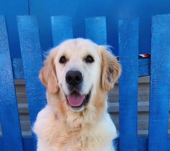 *ADOPTED* <BR> Melino