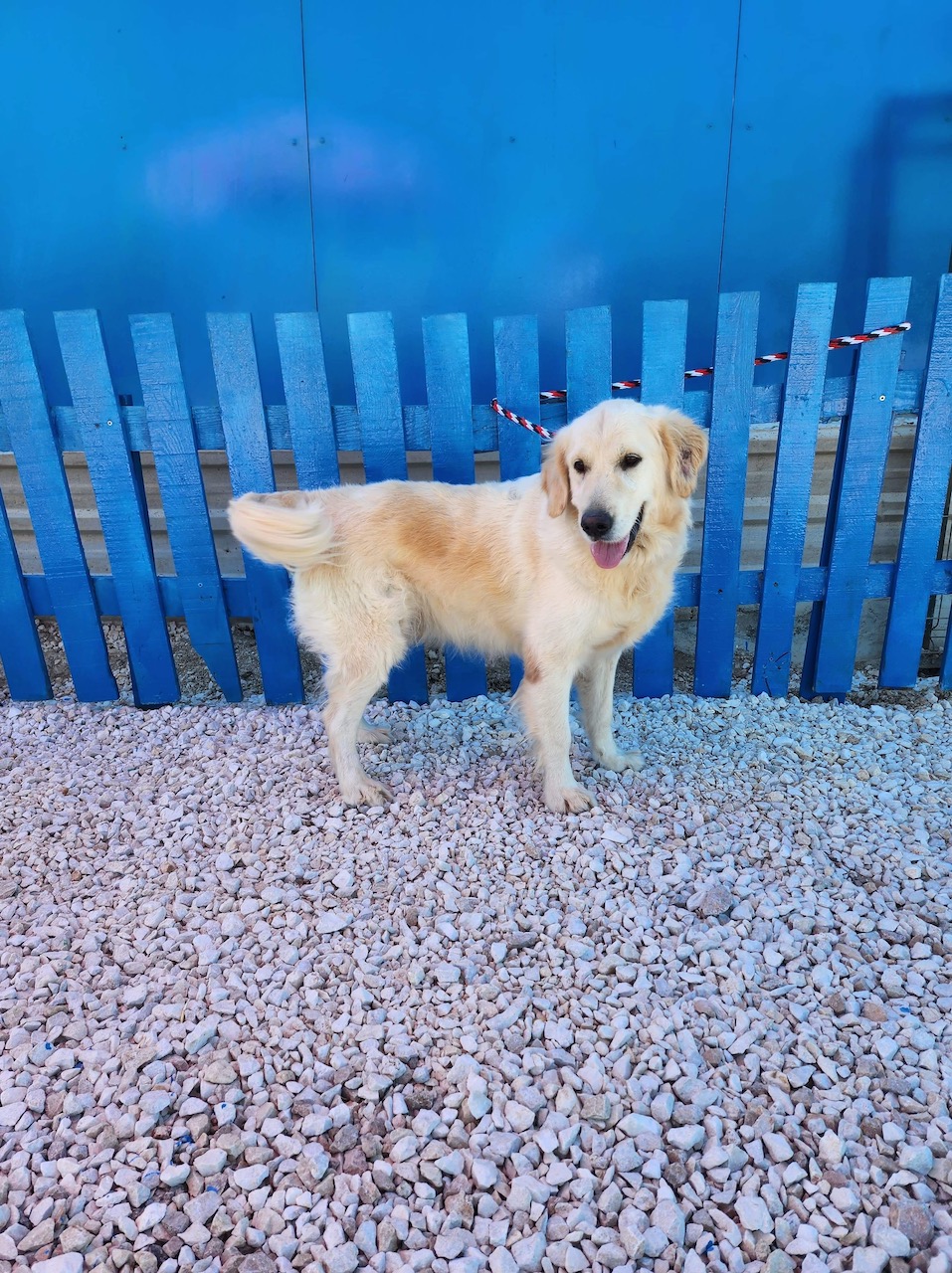 *ADOPTED* <BR> Melino