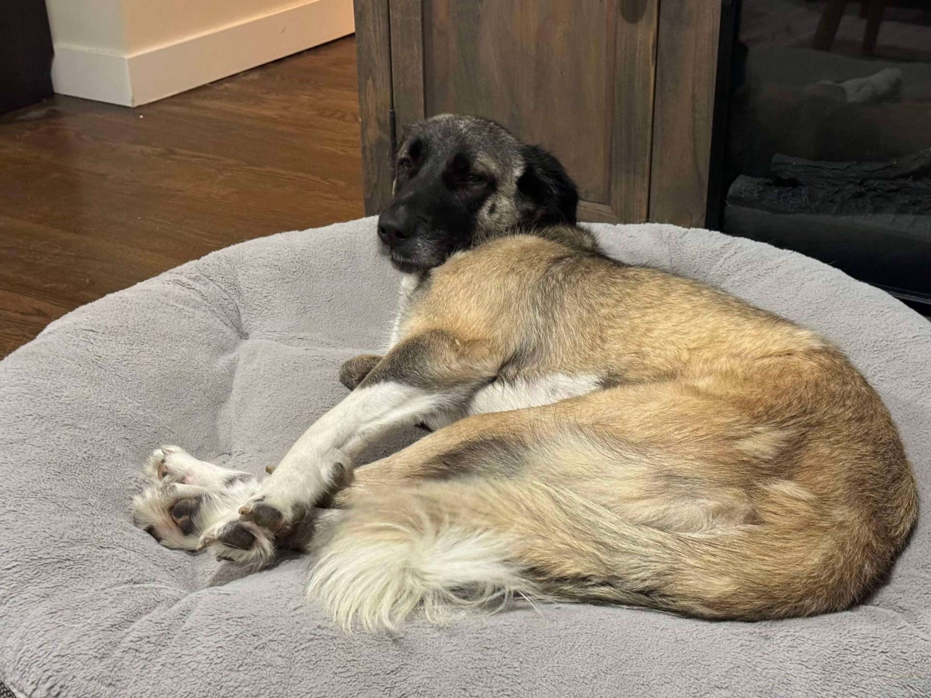 *ADOPTED* <br> Yaman  