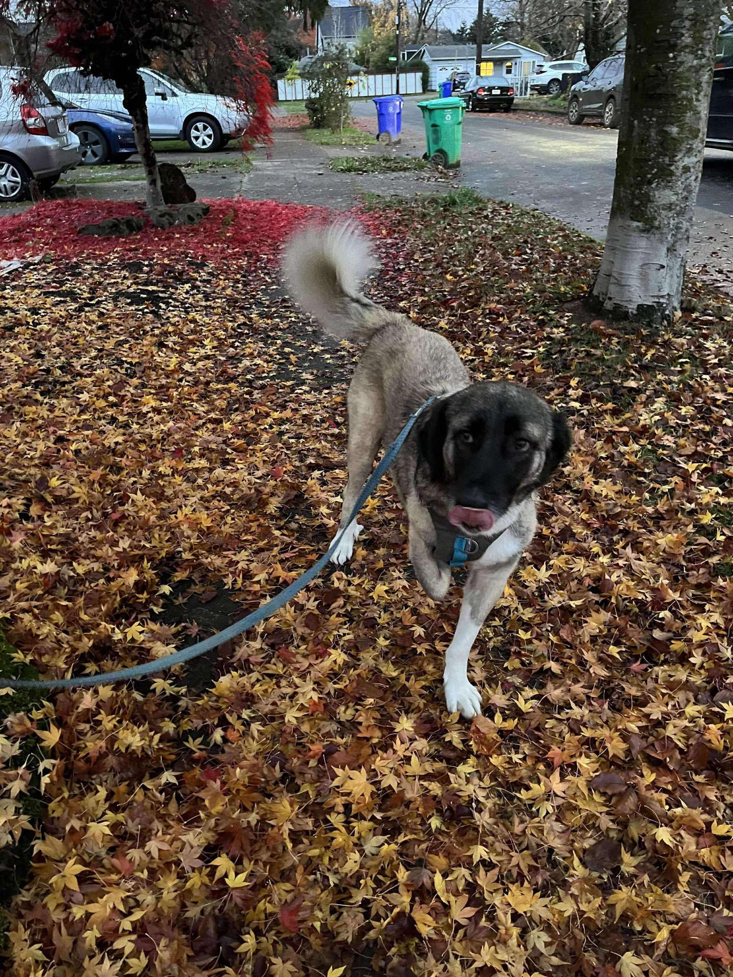 *ADOPTED* <br> Yaman  
