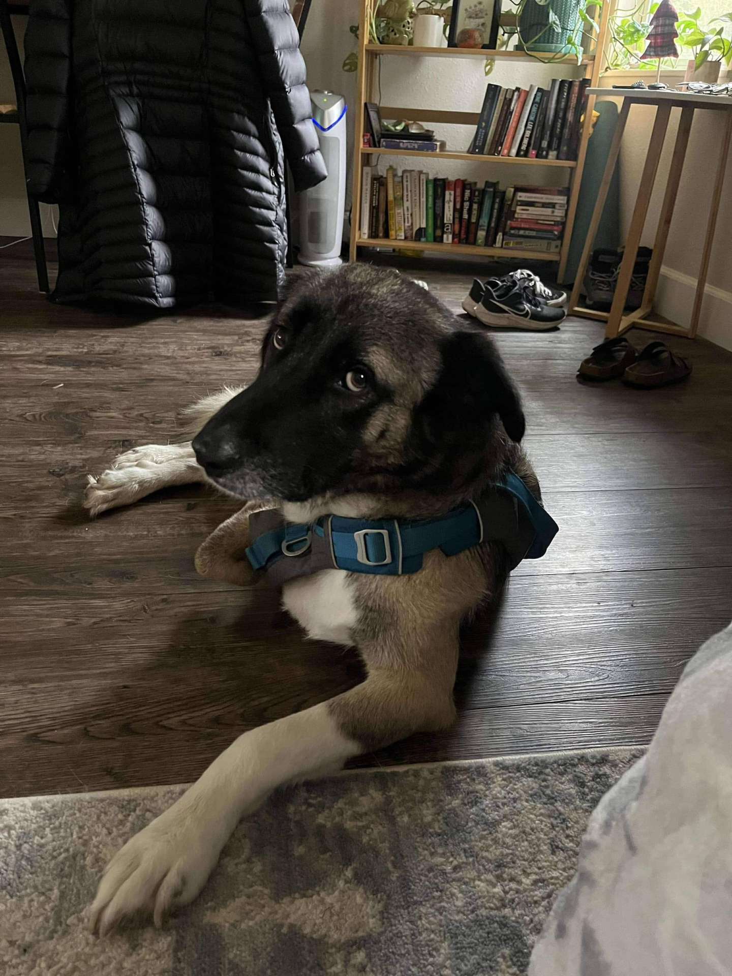 *ADOPTED* <br> Yaman  