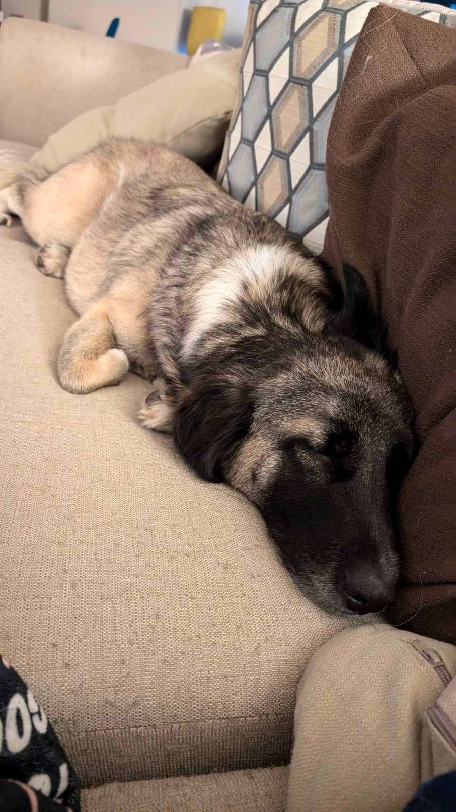 *ADOPTED* <br> Yaman  