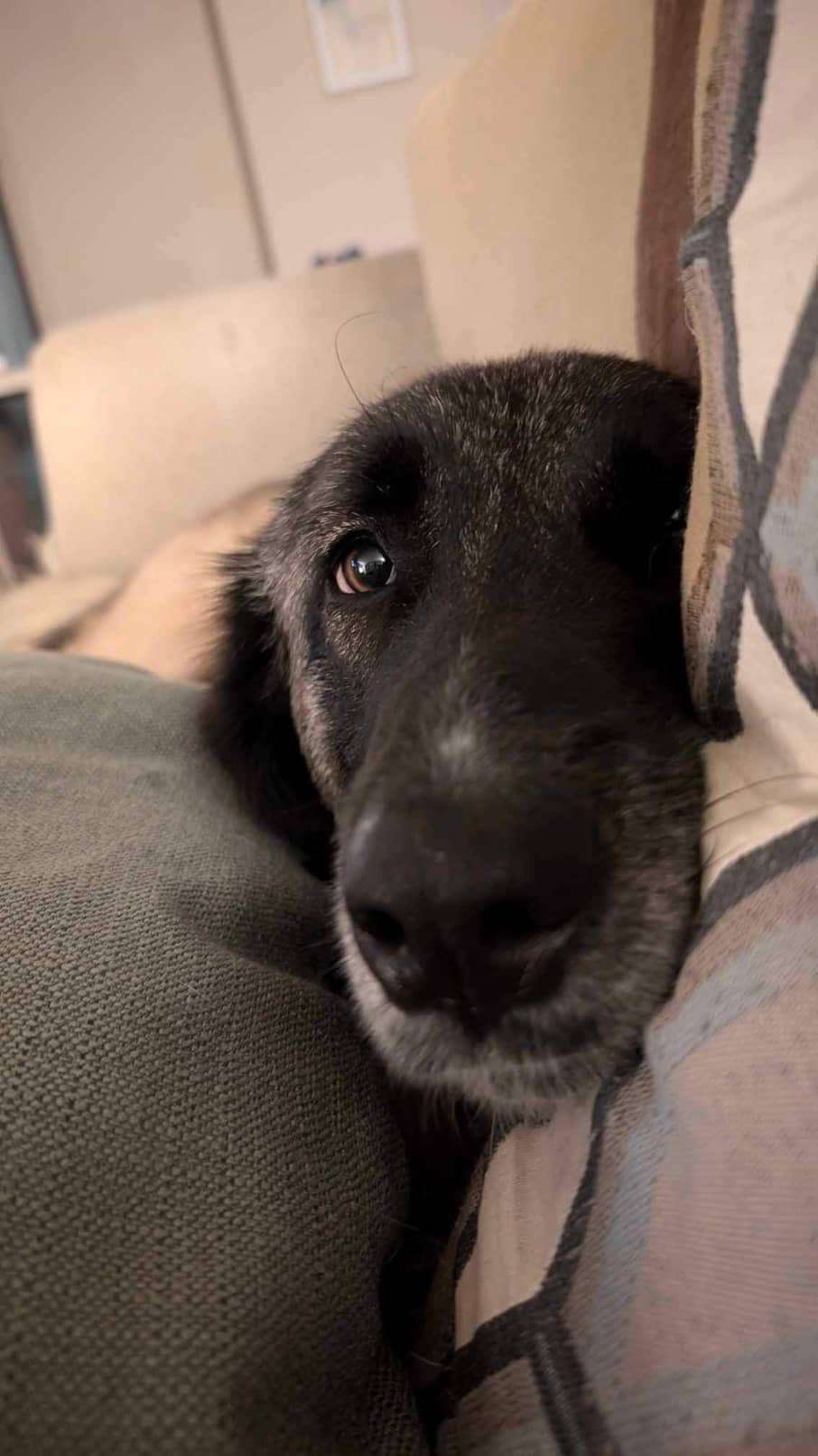 *ADOPTED* <br> Yaman  