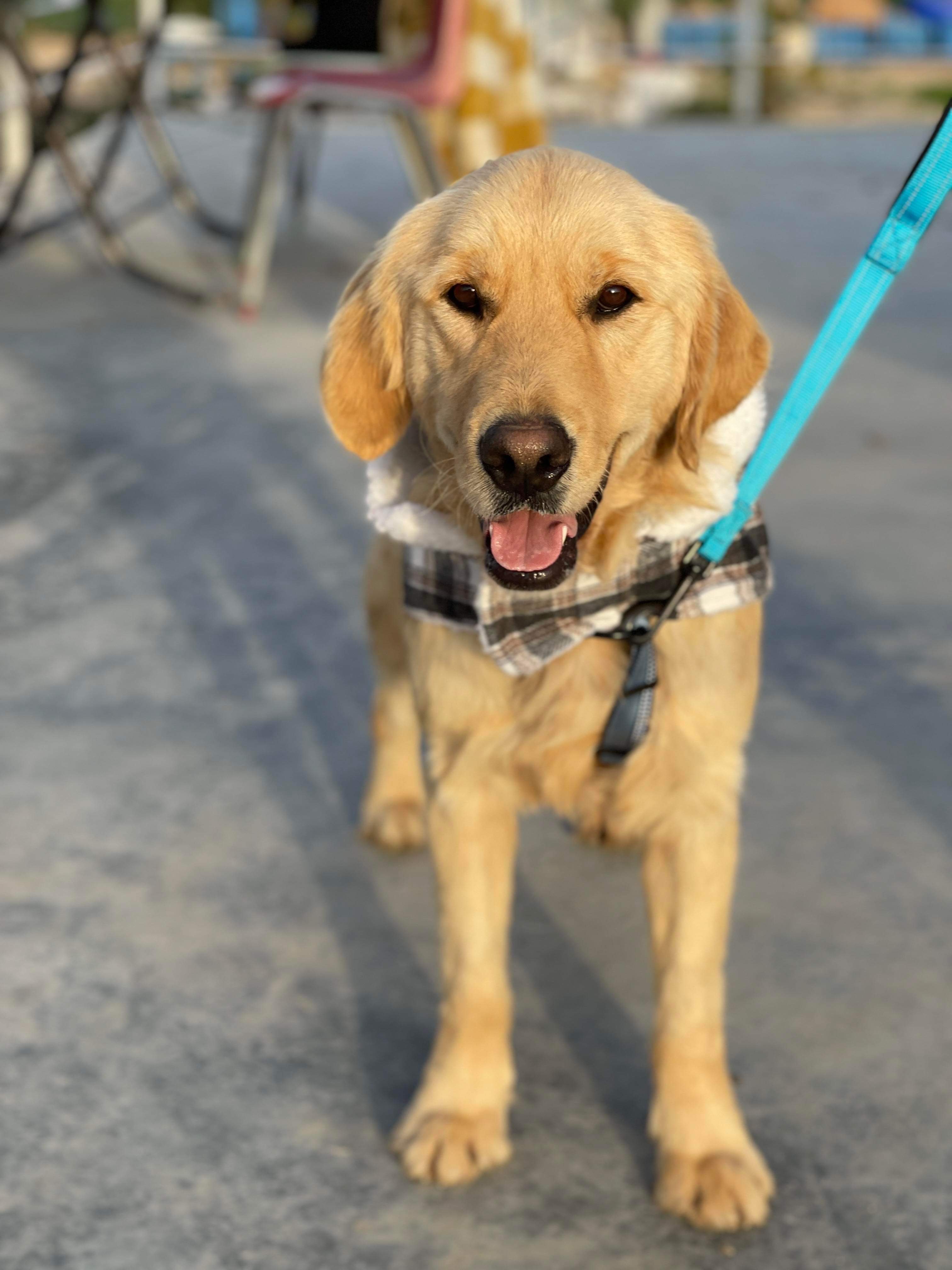 *ADOPTED* <br> Duck