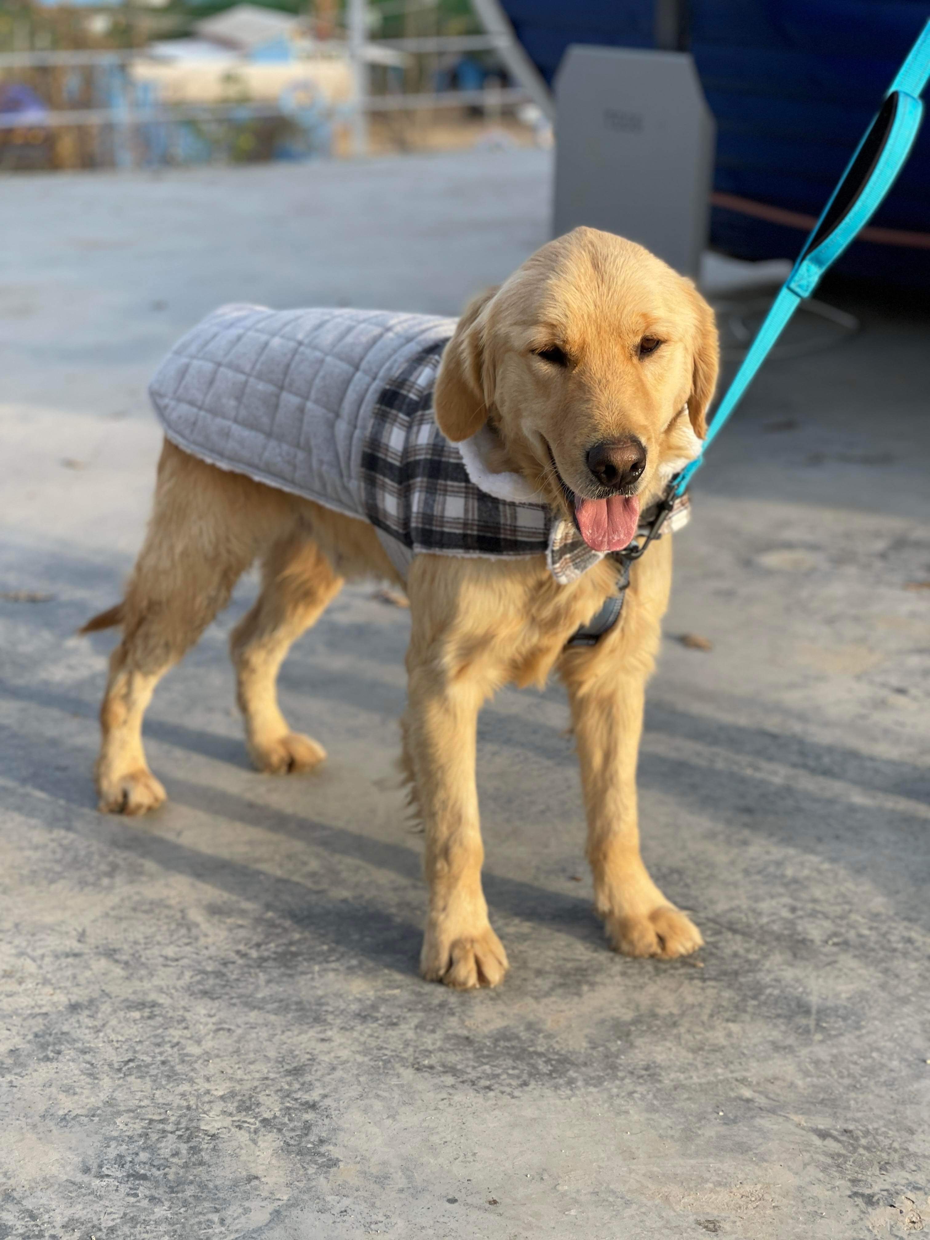 *ADOPTED* <br> Duck