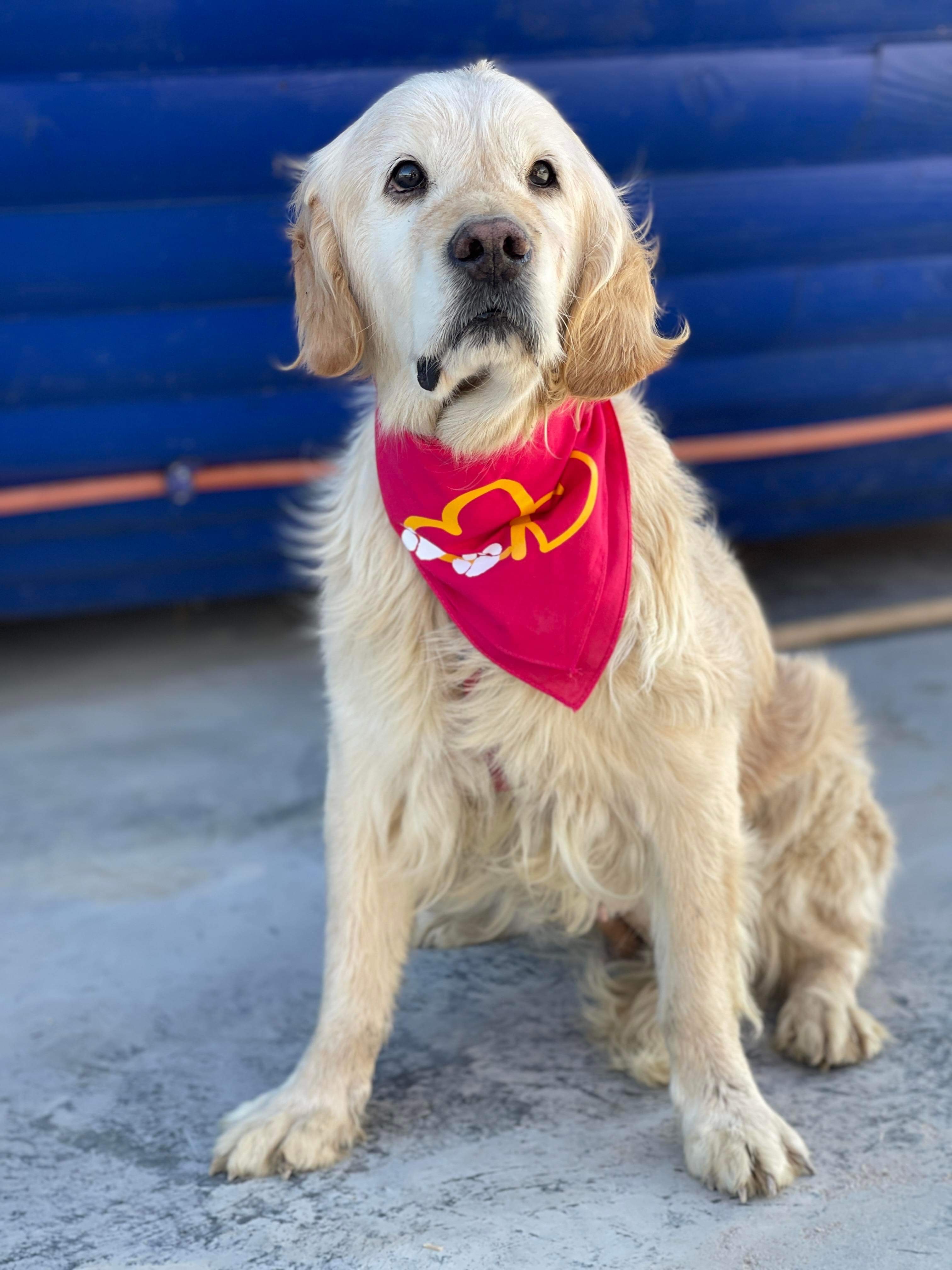 *ADOPTED* <br> Rapunzel 