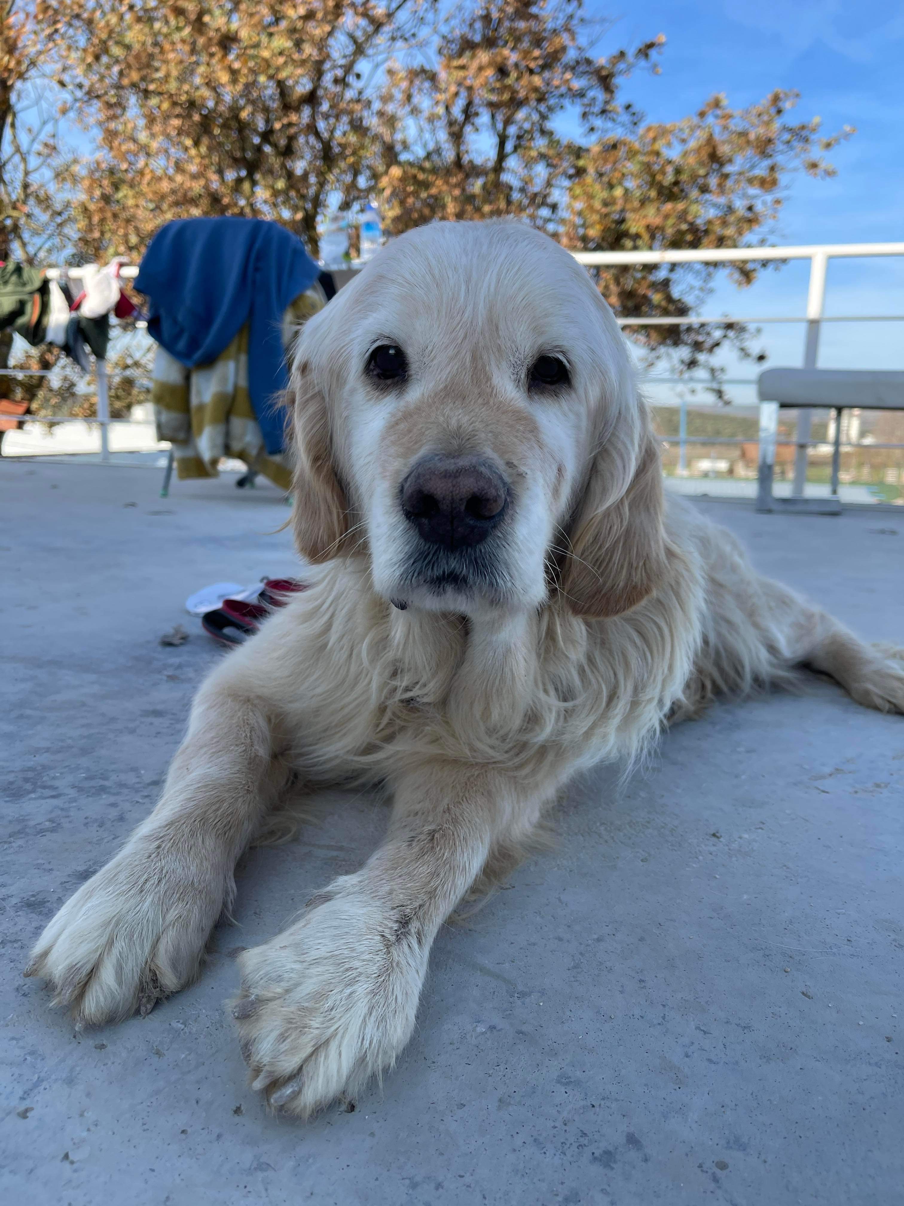 *ADOPTED* <br> Rapunzel 