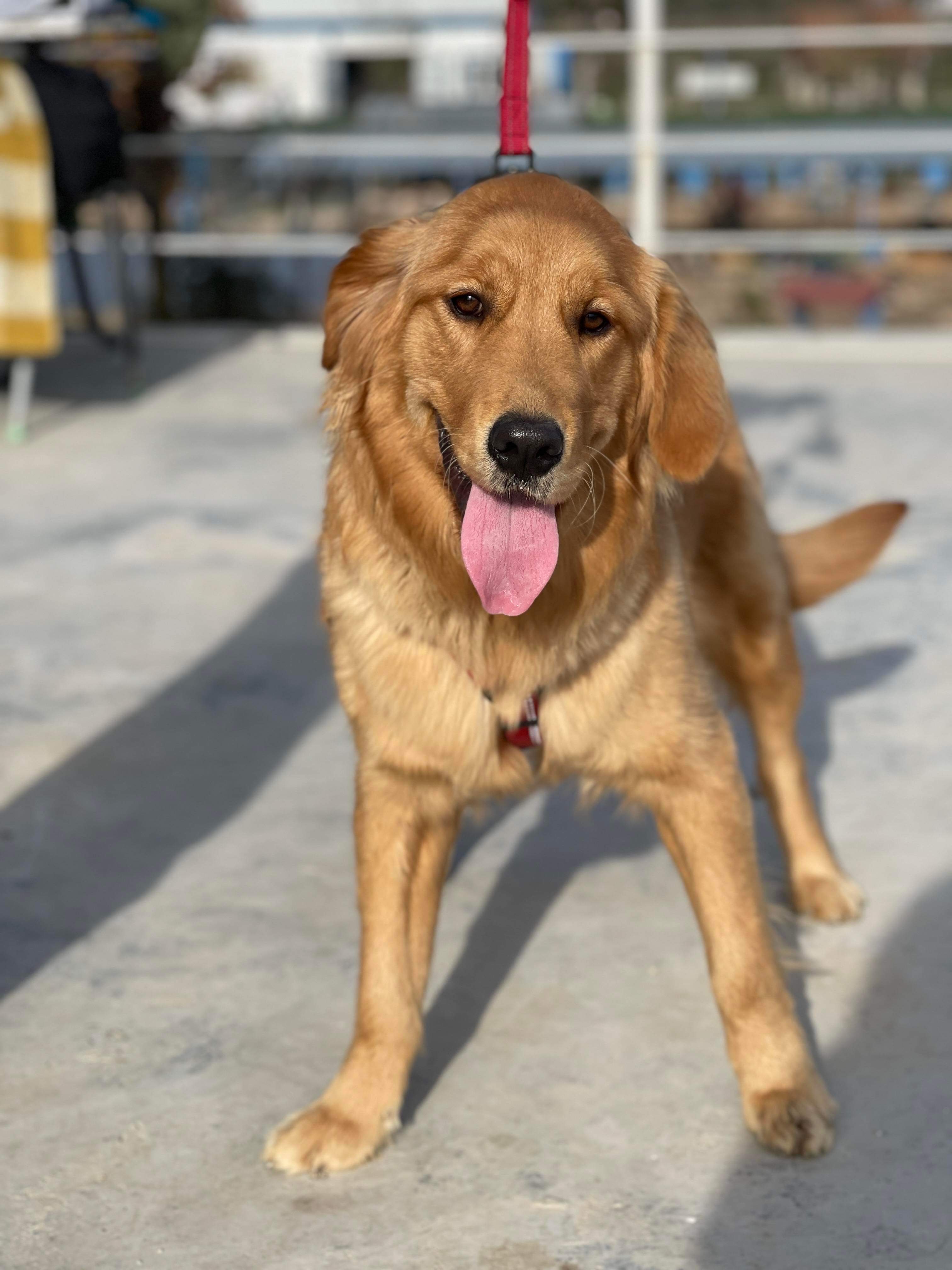 *ADOPTED* <br> Alana