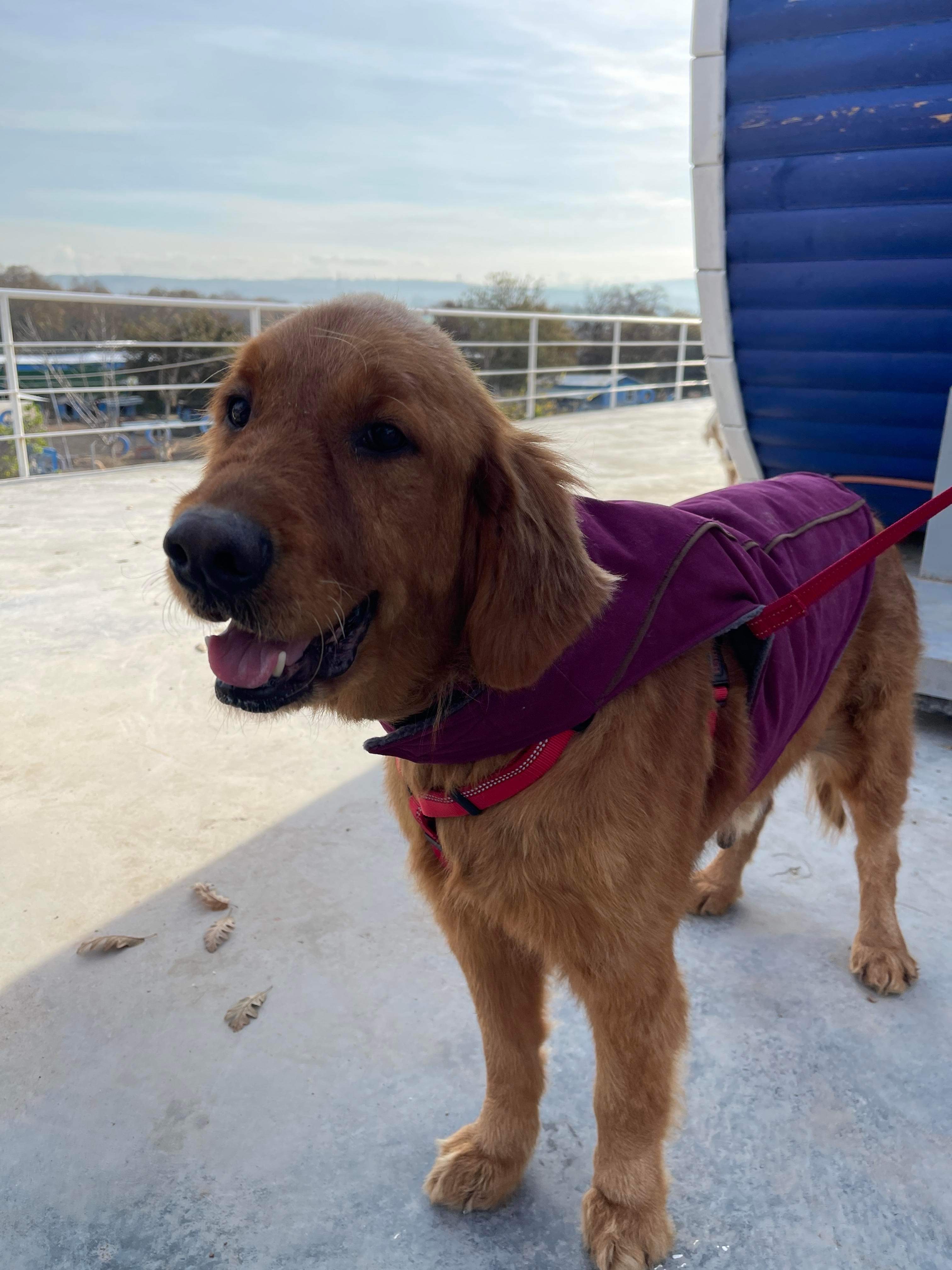 *ADOPTED* <br> Abby