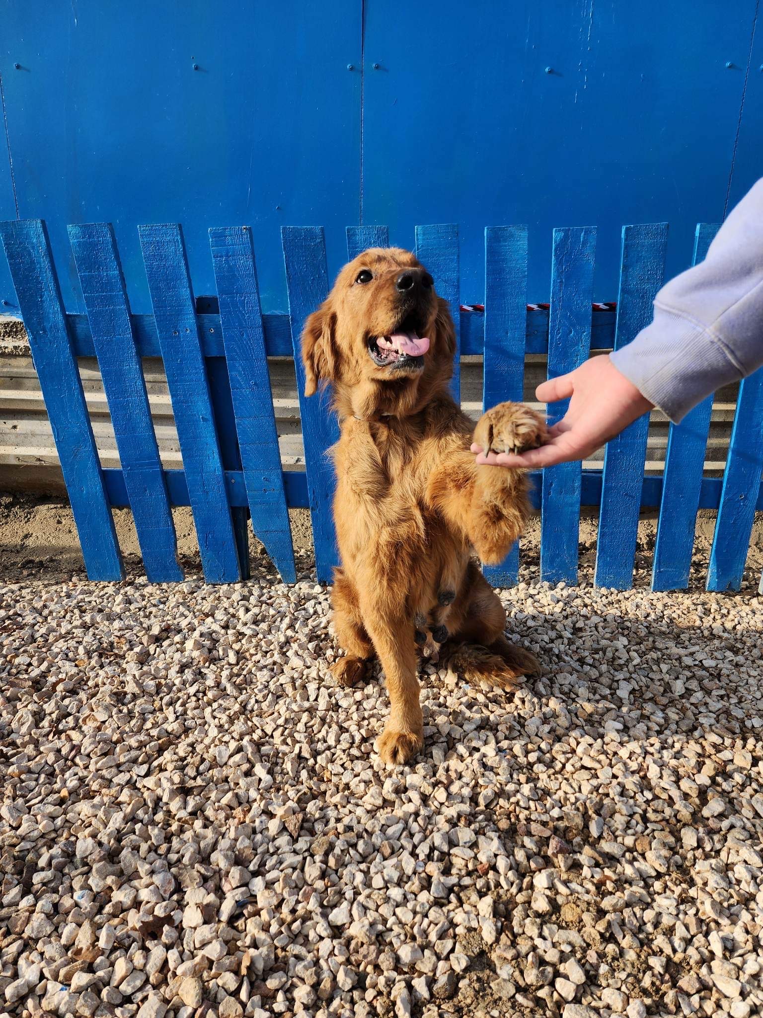 *ADOPTED* <br> Abby