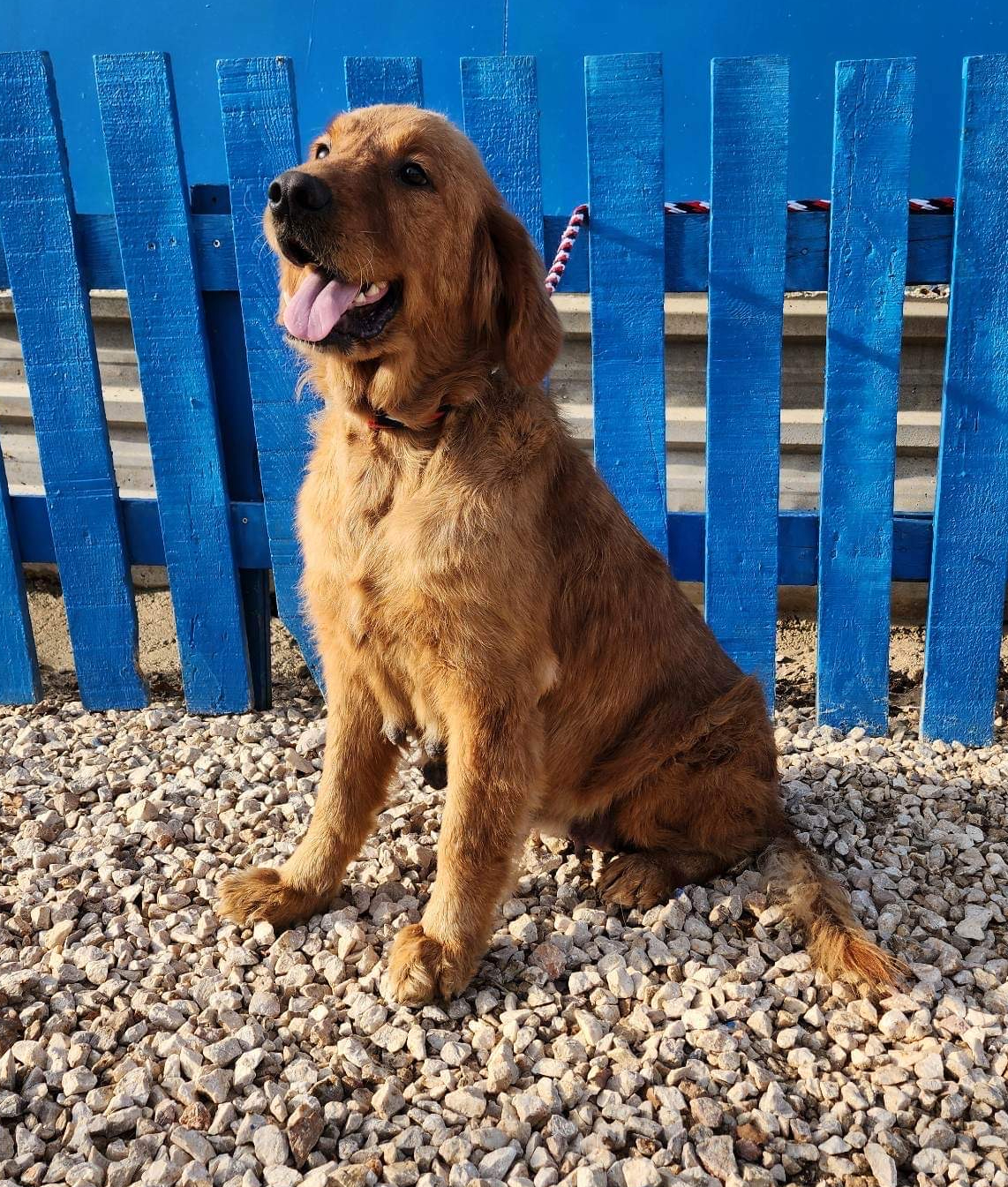 *ADOPTED* <br> Abby