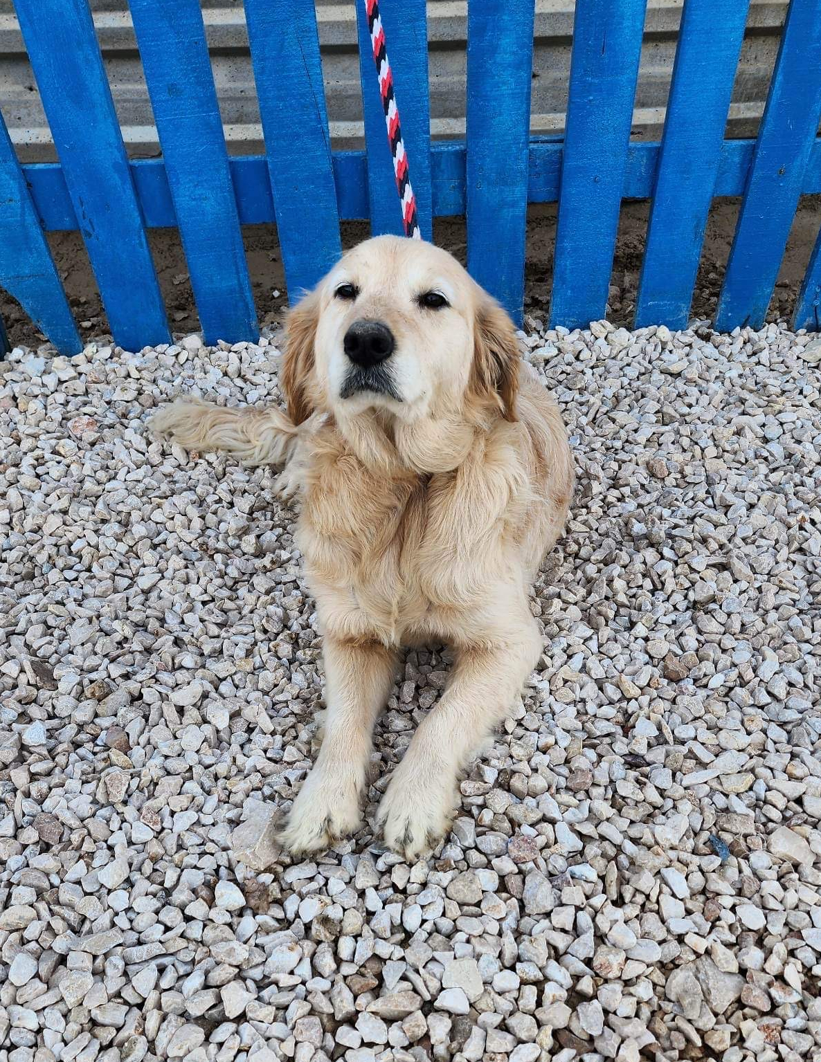 *ADOPTED* <br> Aurora