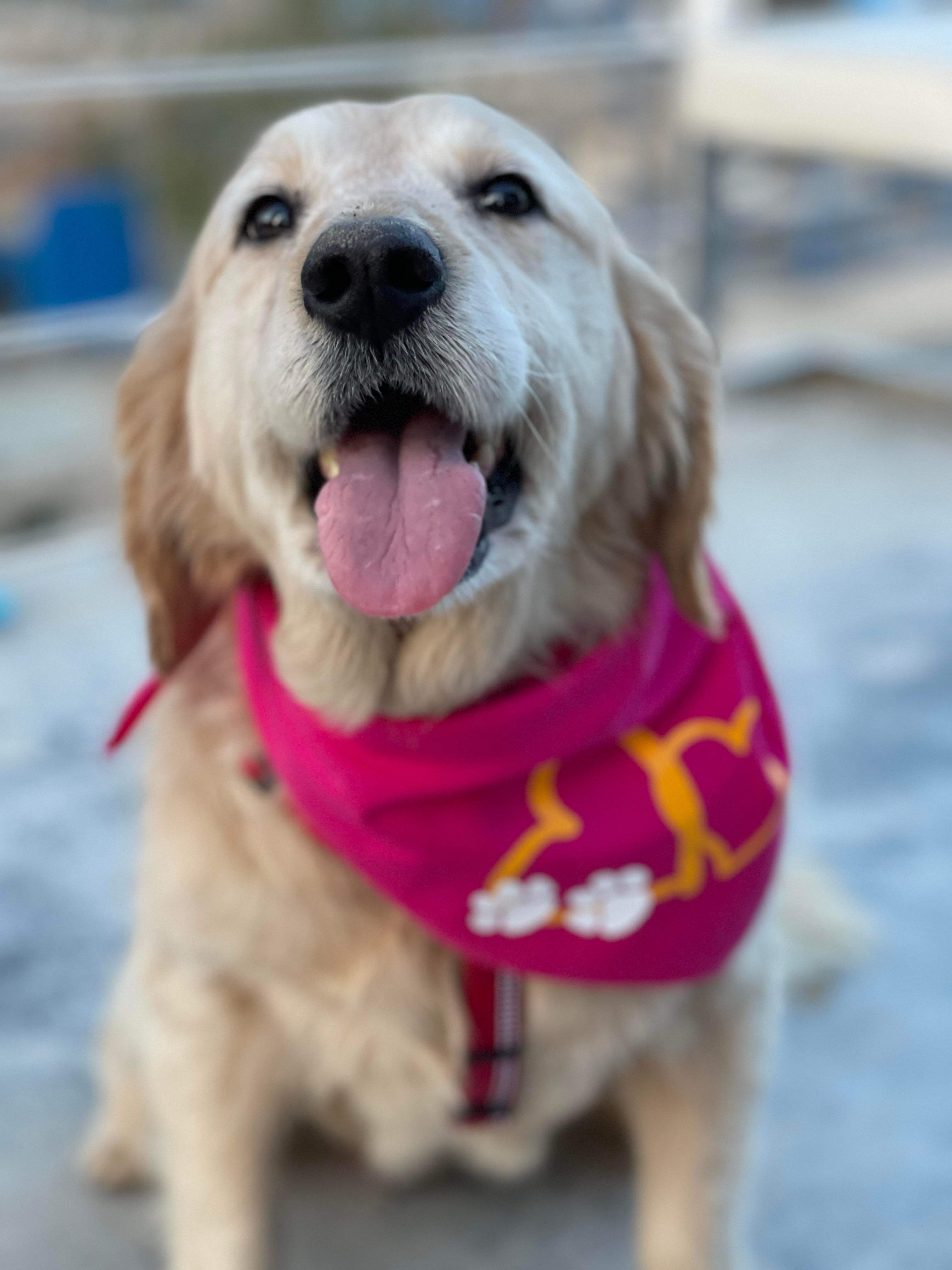 *ADOPTED* <br> Aurora