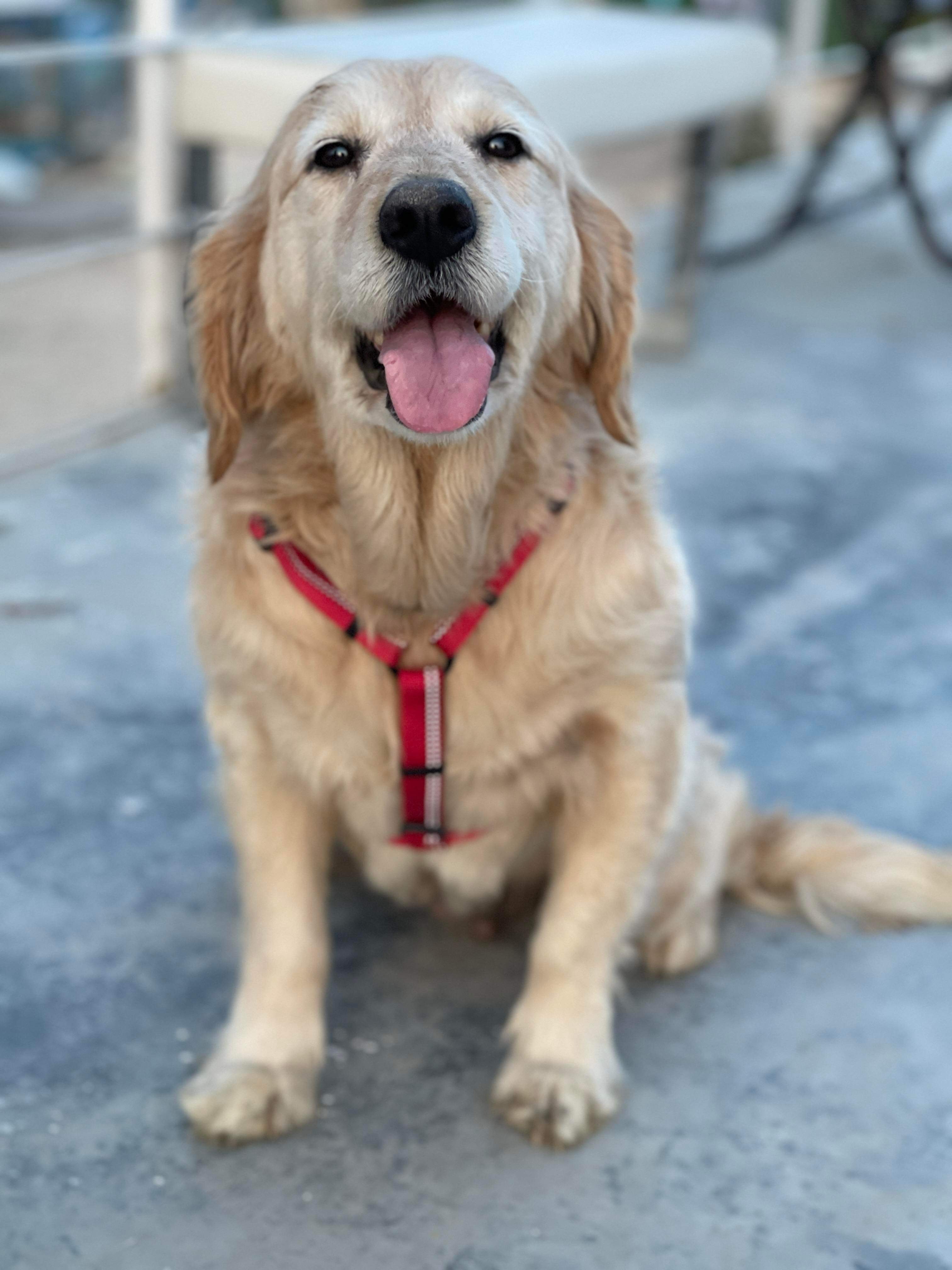 *ADOPTED* <br> Aurora