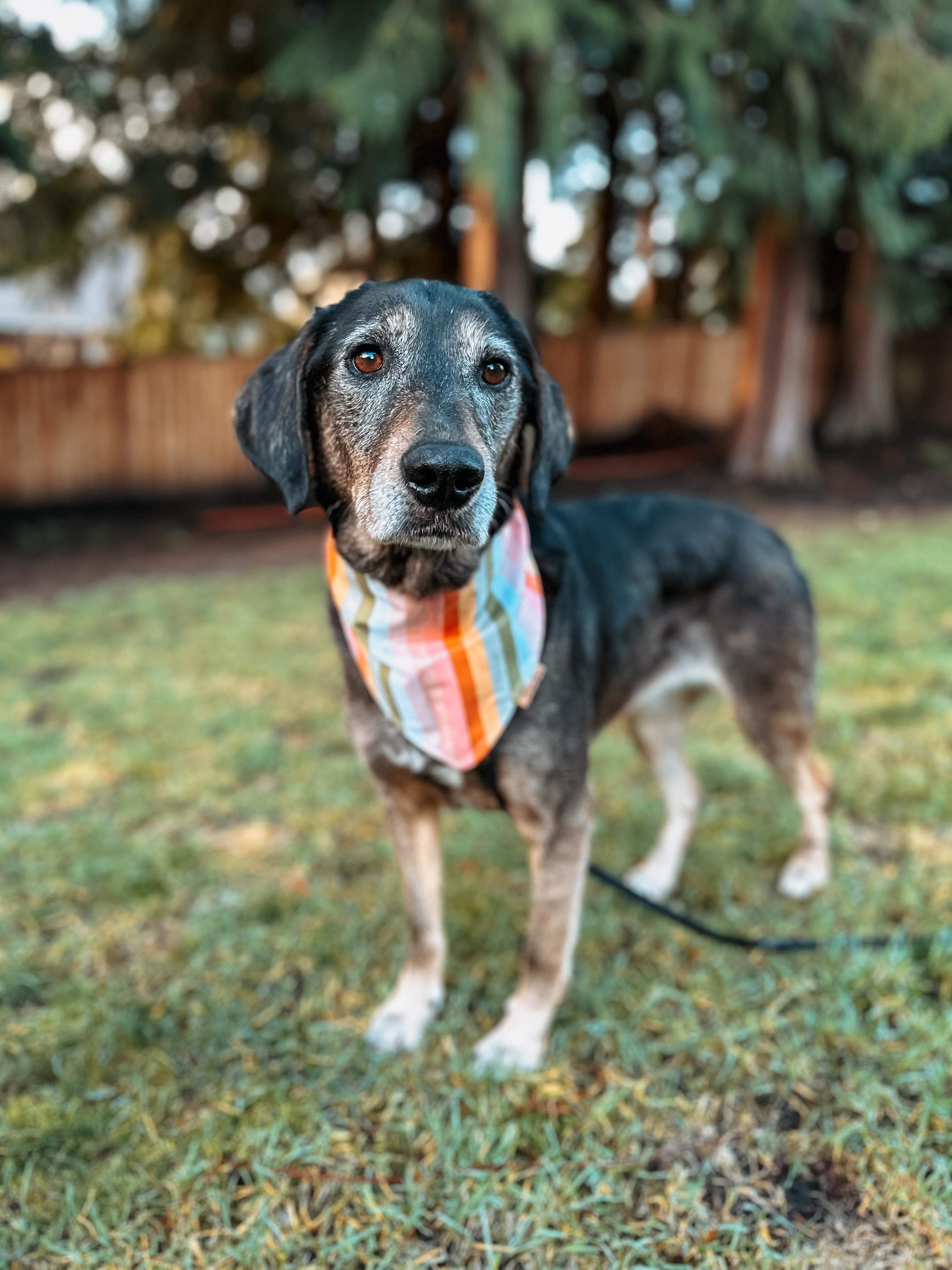 *ADOPTED* <br> Amara 