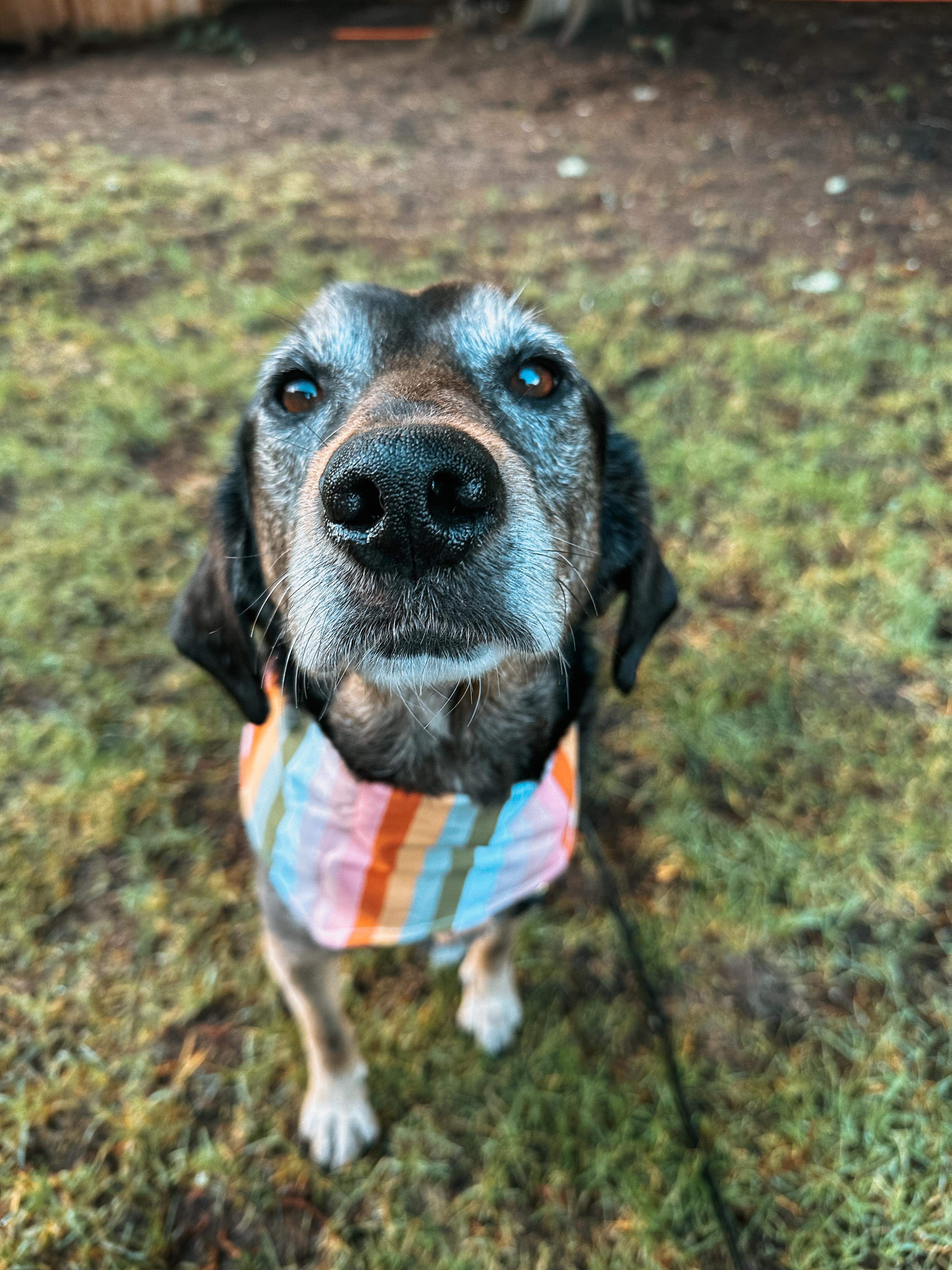*ADOPTED* <br> Amara 