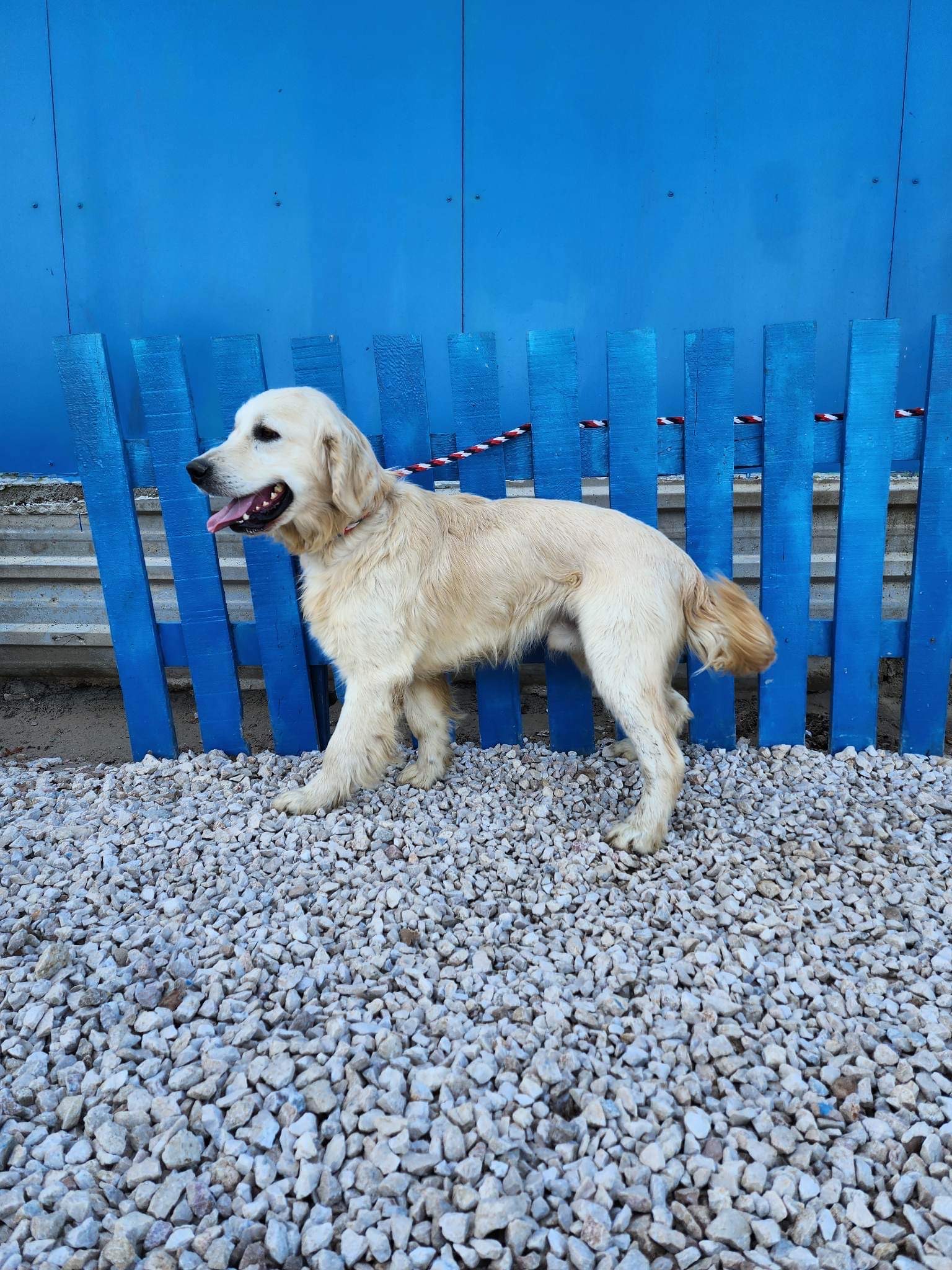 *ADOPTED* <br> Cheddar