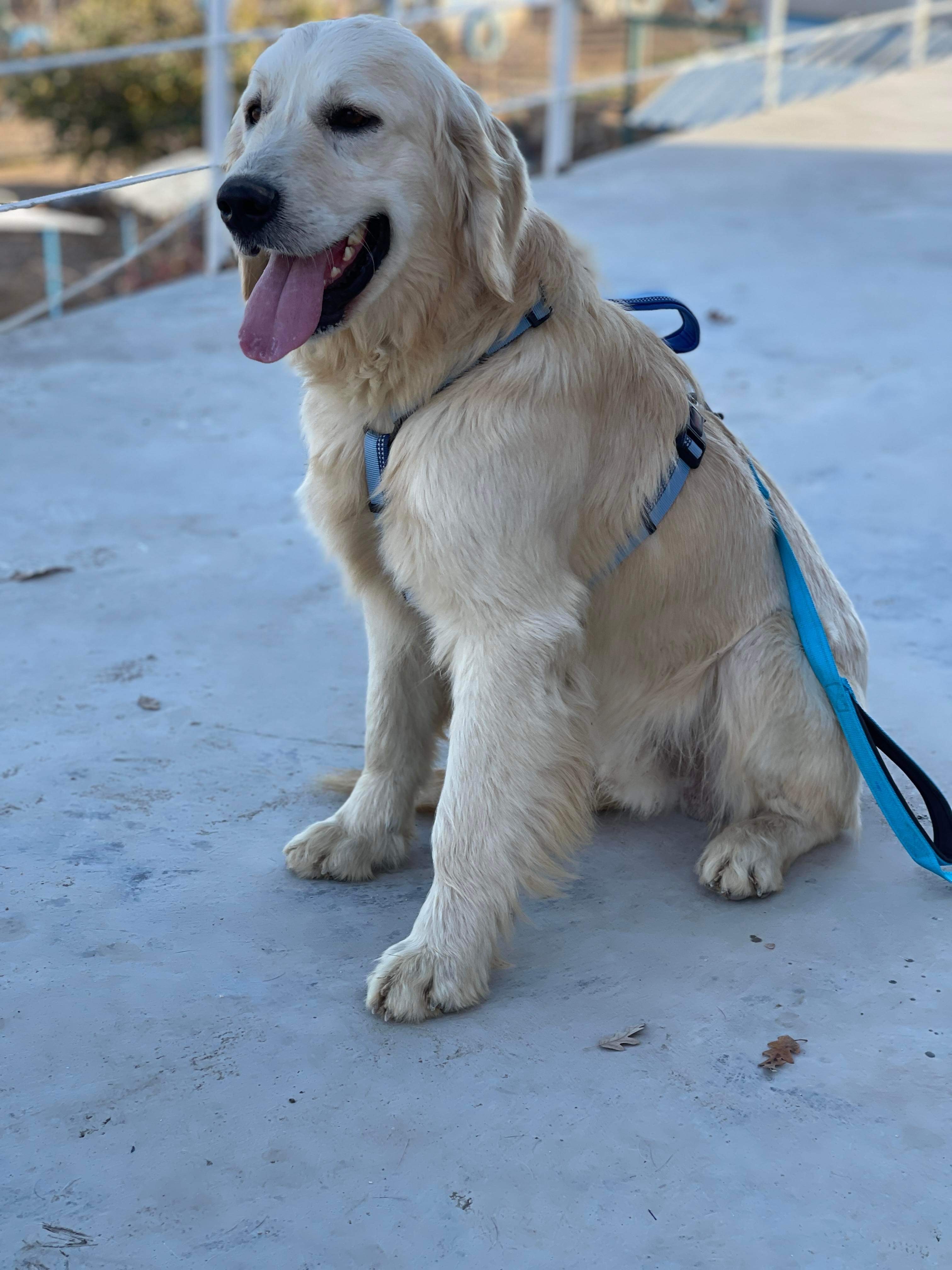 *ADOPTED* <br> Cheddar