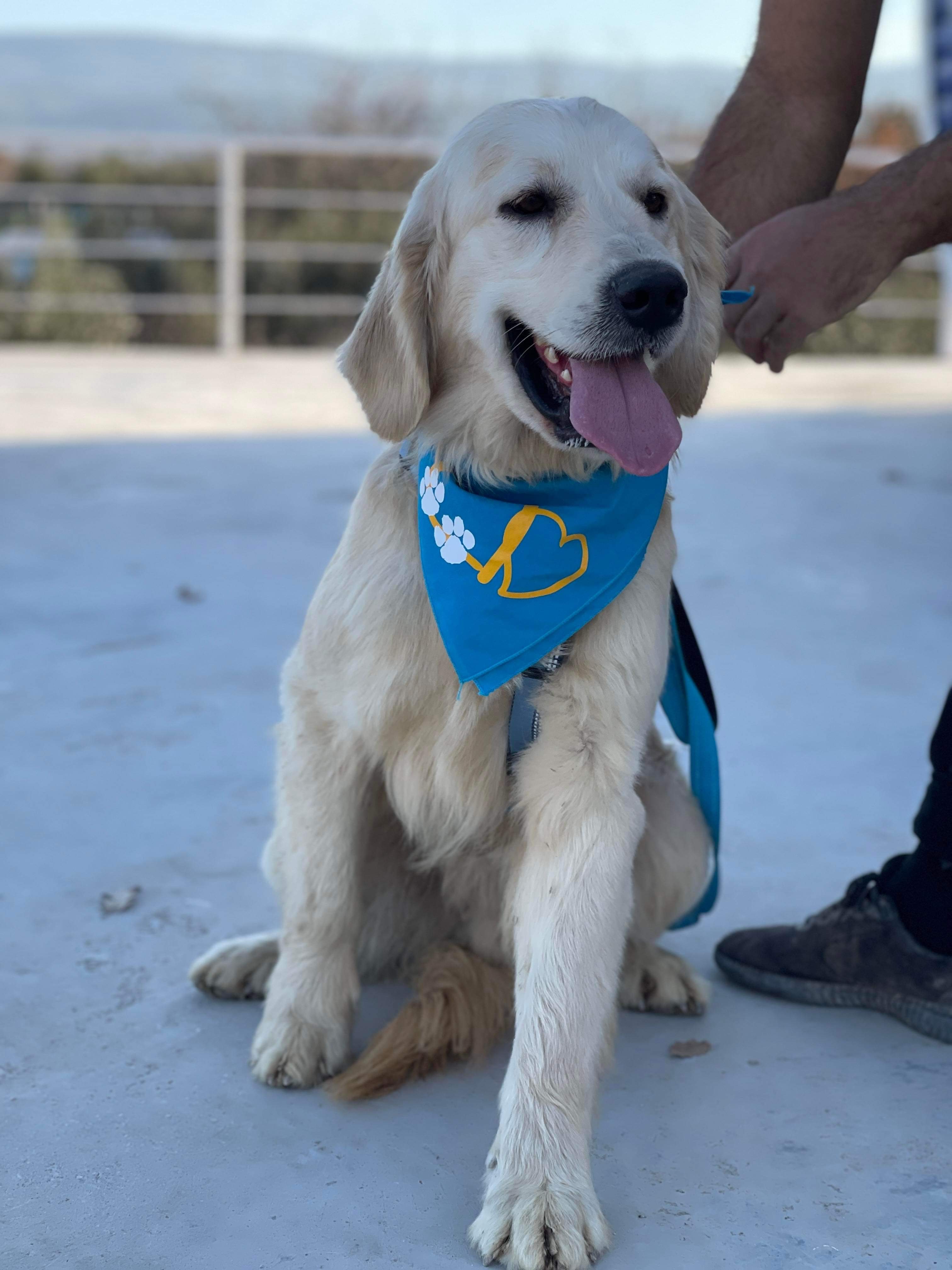 *ADOPTED* <br> Cheddar