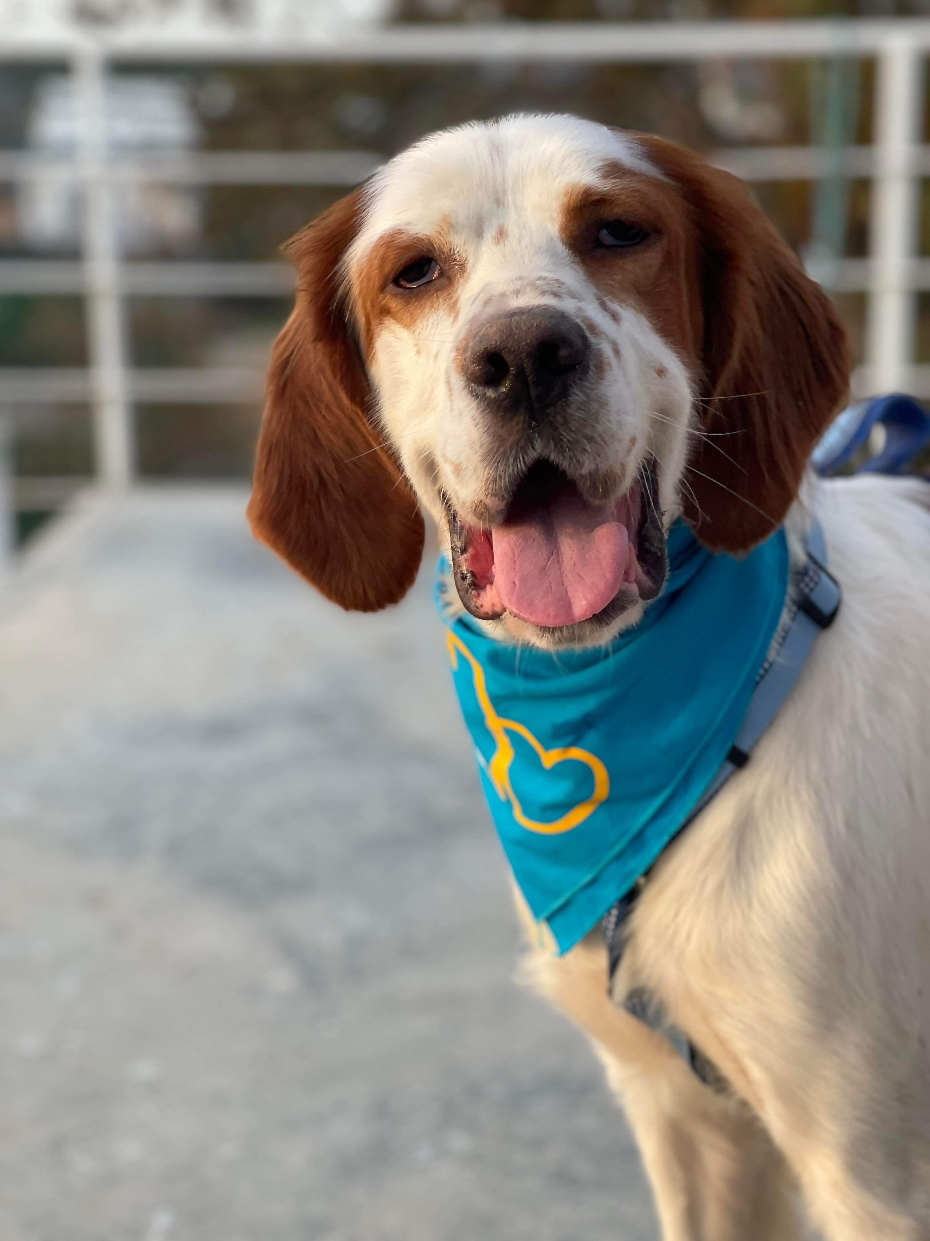 *ADOPTED* <br> Arthur 