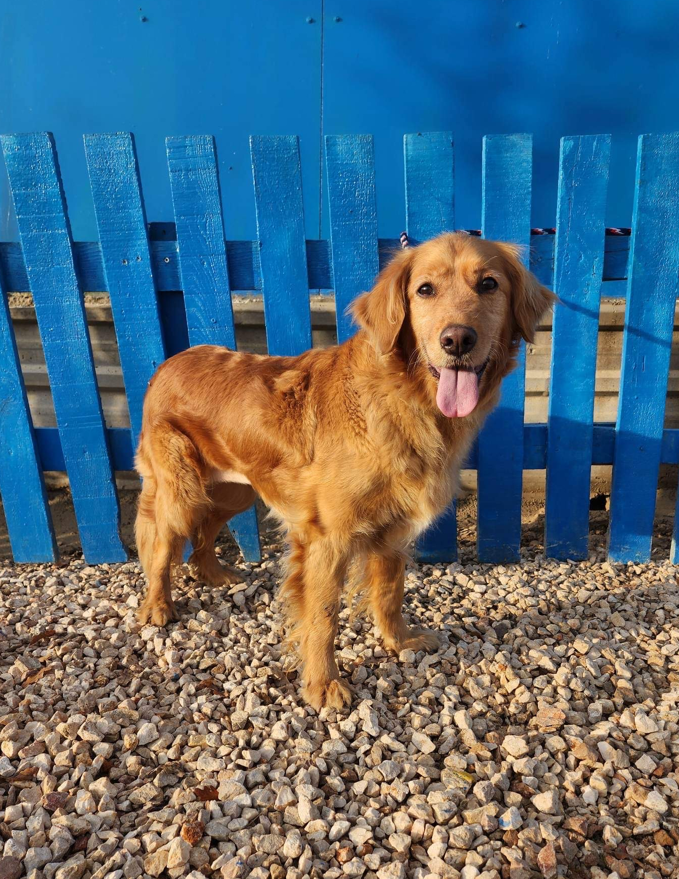 *ADOPTED* <br> Ariel