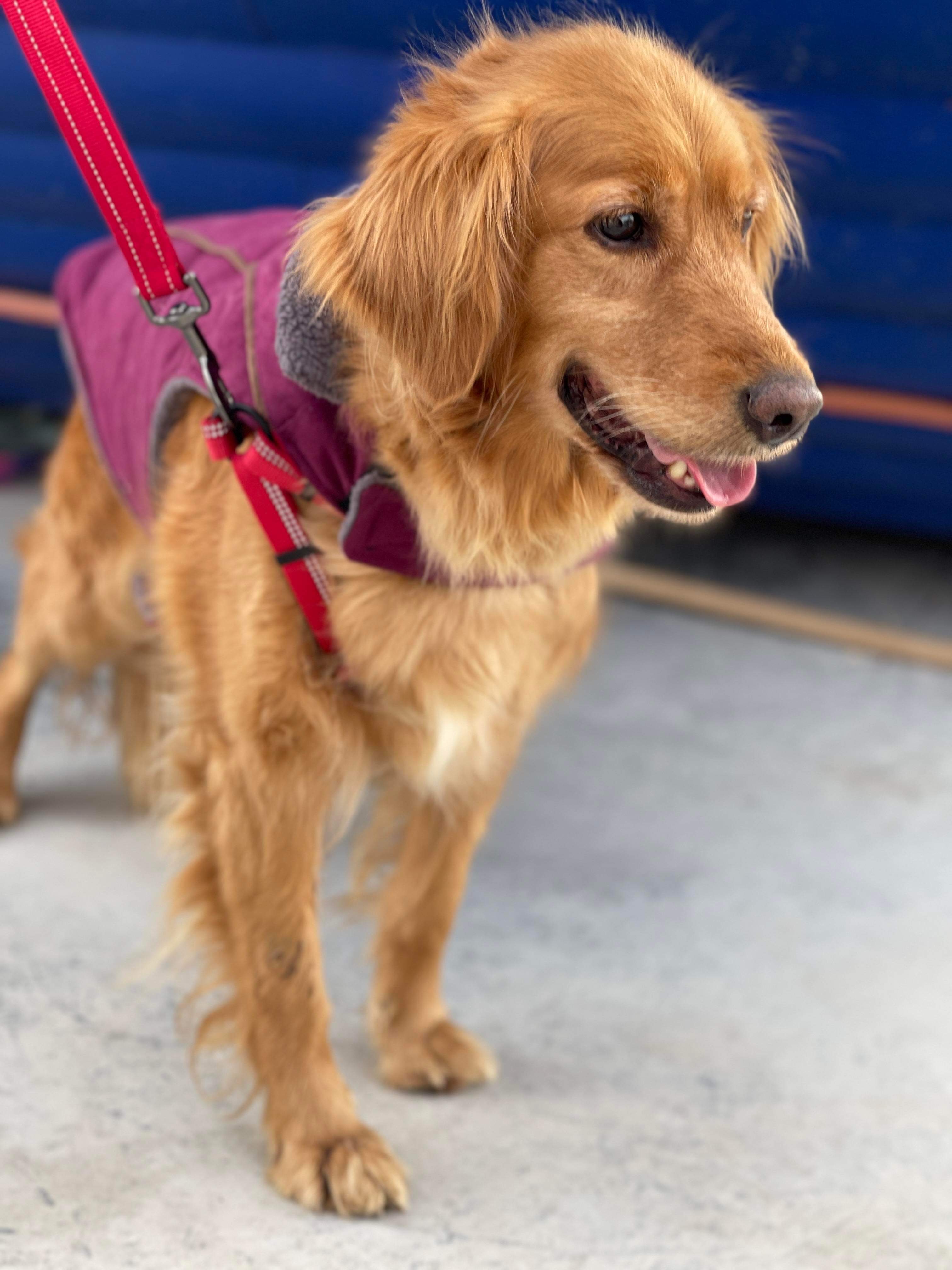 *ADOPTED* <br> Ariel