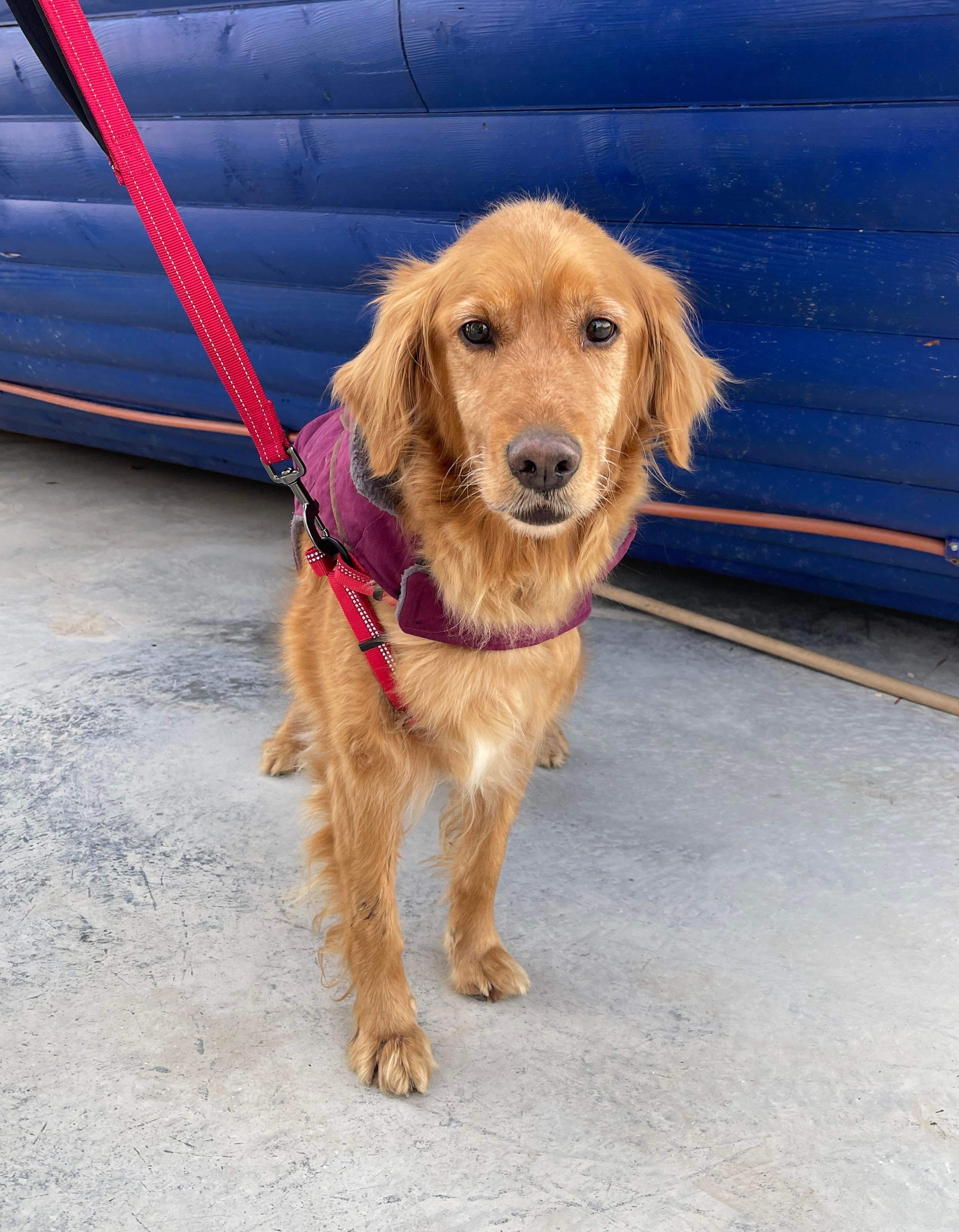 *ADOPTED* <br> Ariel