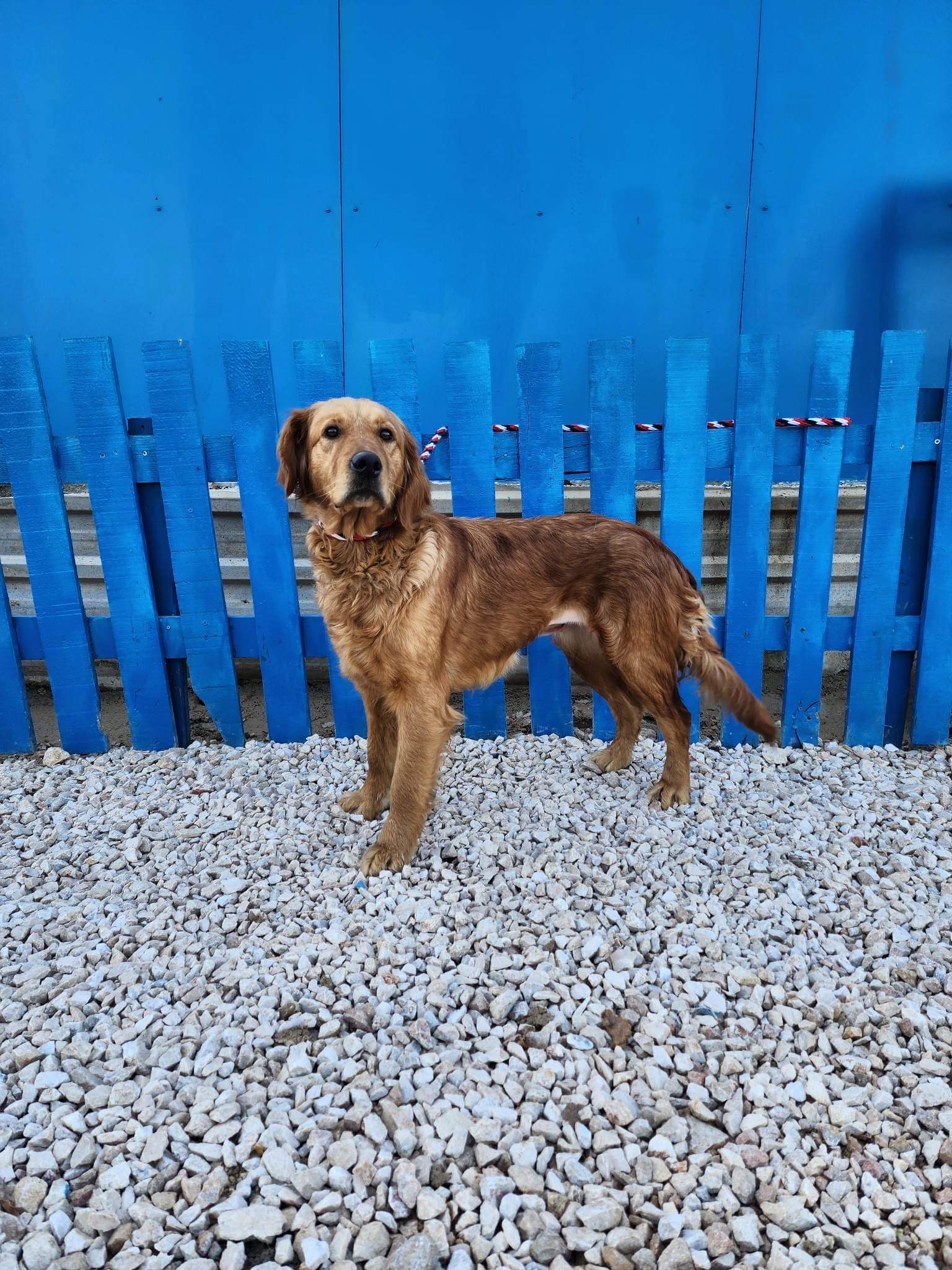 *ADOPTED* <br> Anastasia