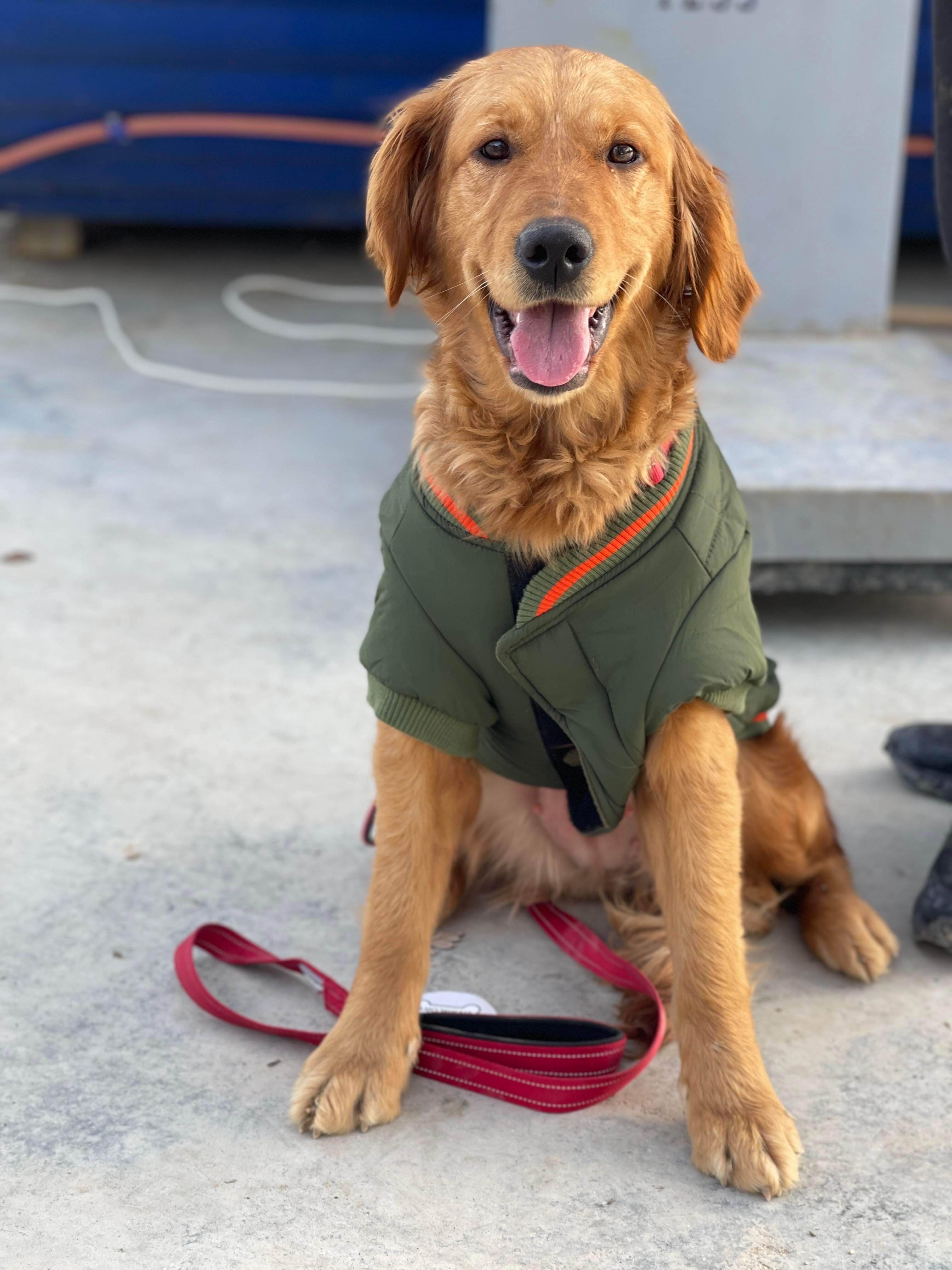 *ADOPTED* <br> Anastasia