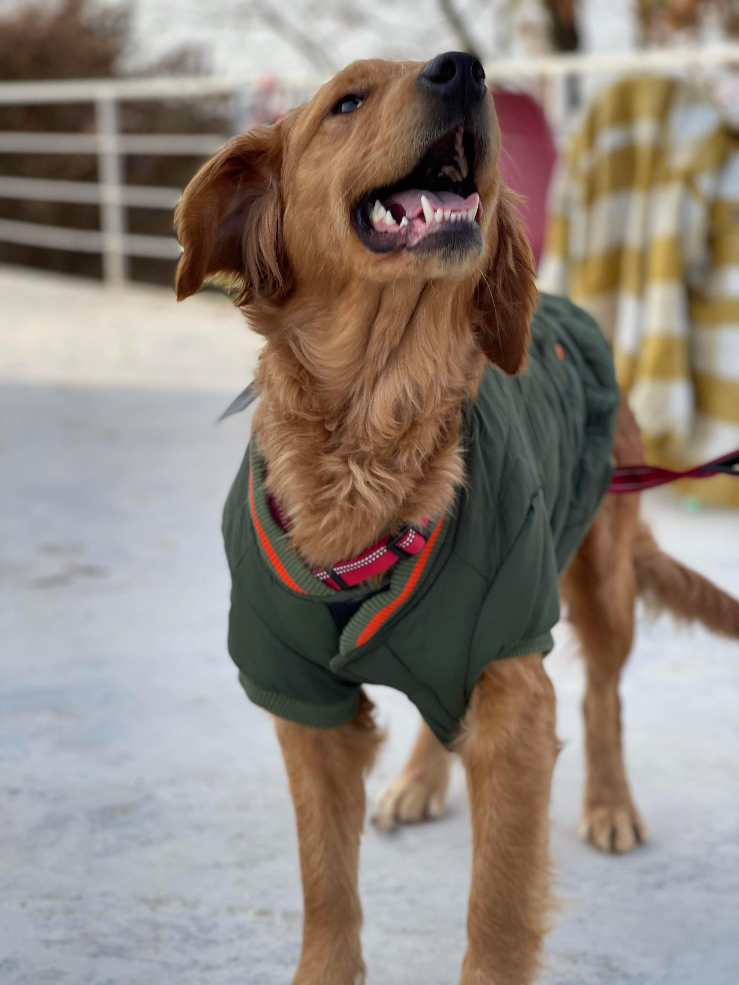 *ADOPTED* <br> Anastasia