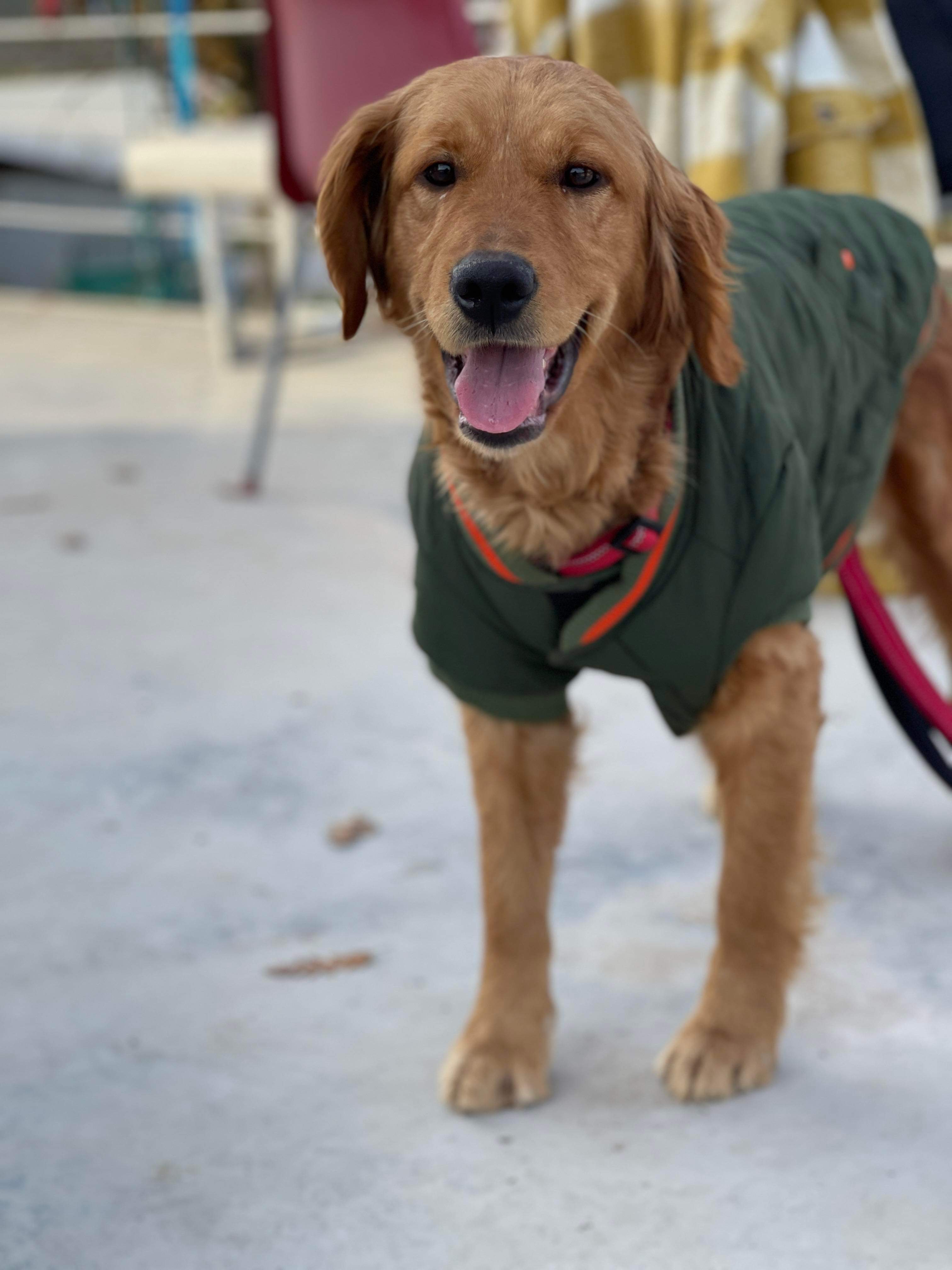 *ADOPTED* <br> Anastasia