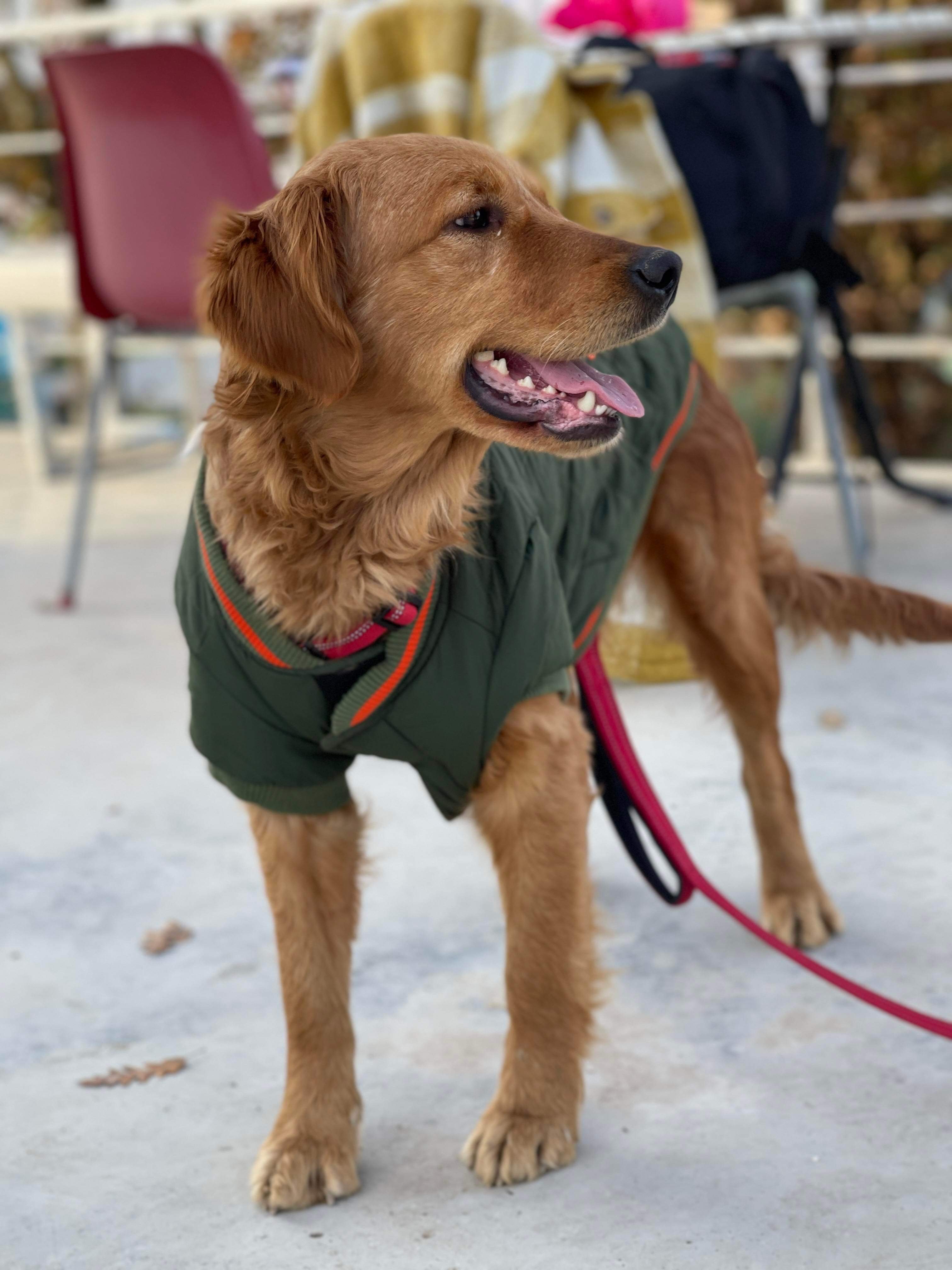 *ADOPTED* <br> Anastasia