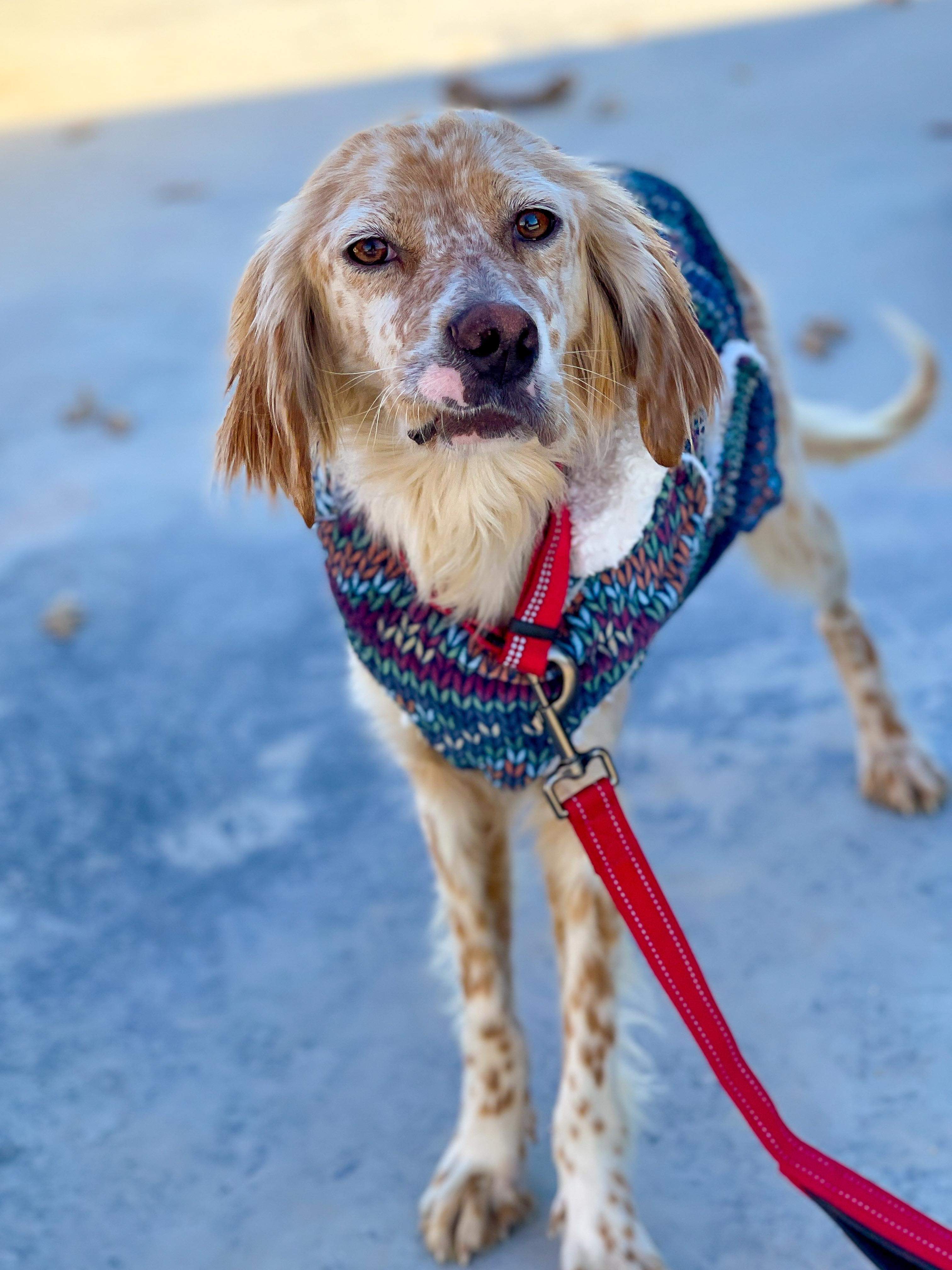 *ADOPTED* <br> Adelaide