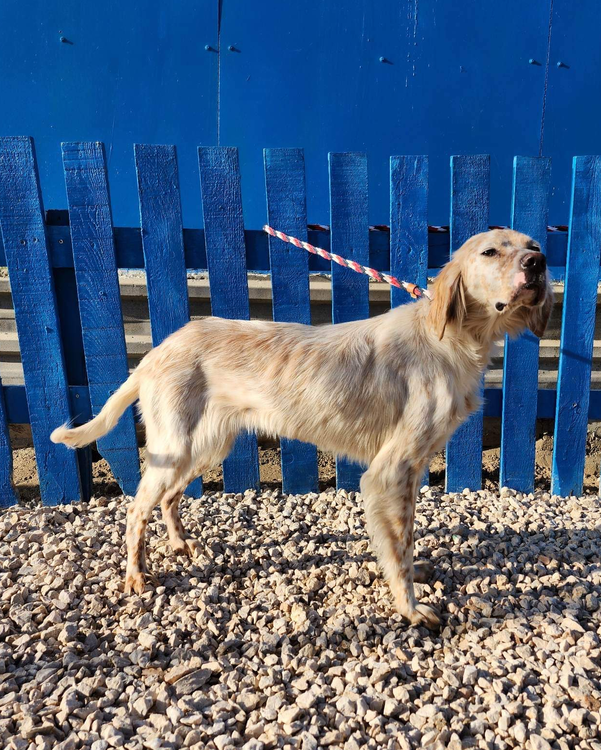 *ADOPTED* <br> Adelaide