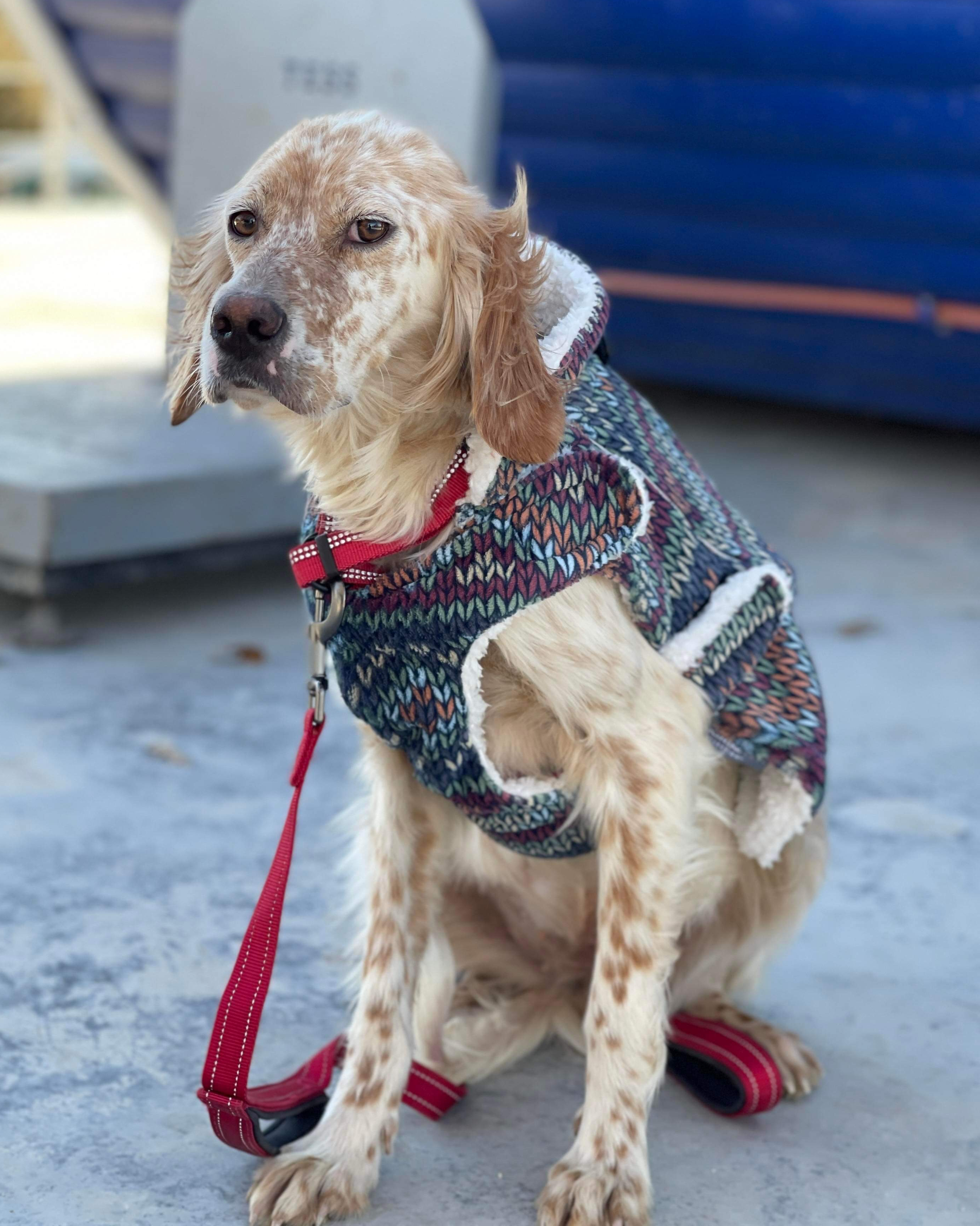 *ADOPTED* <br> Adelaide