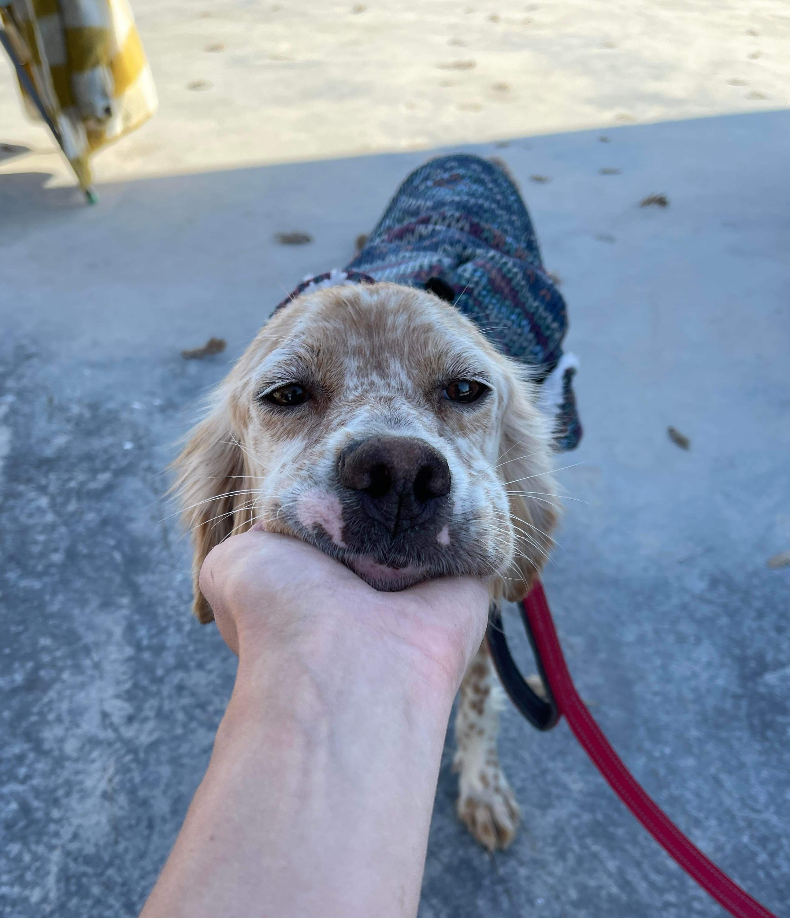 *ADOPTED* <br> Adelaide
