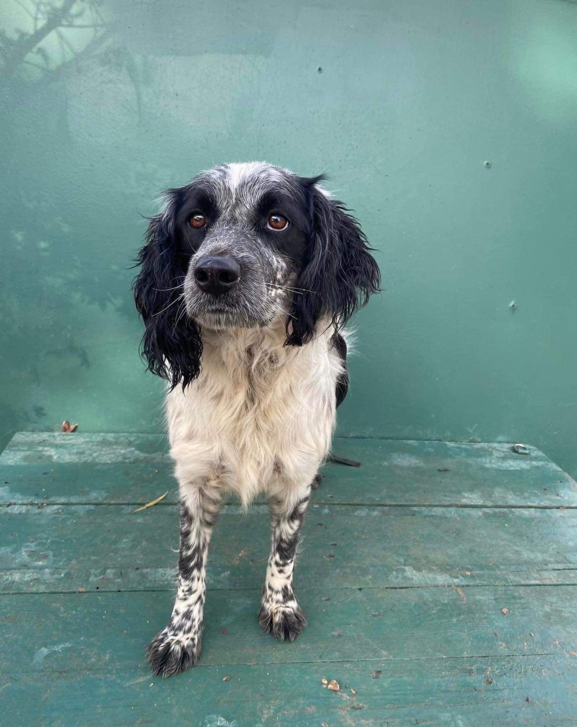 *ADOPTED* <br> Alvin