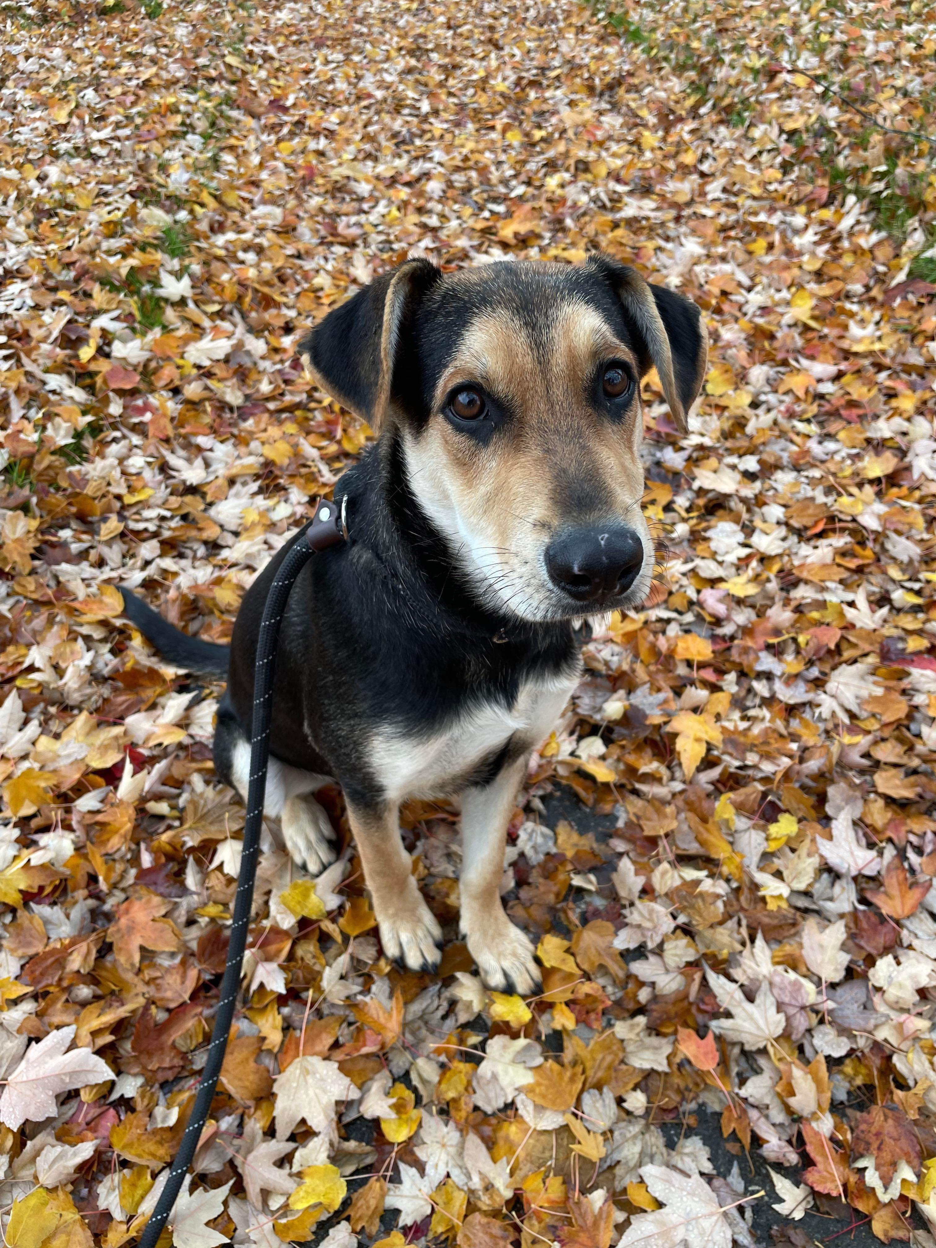 *ADOPTED* <br> Aster