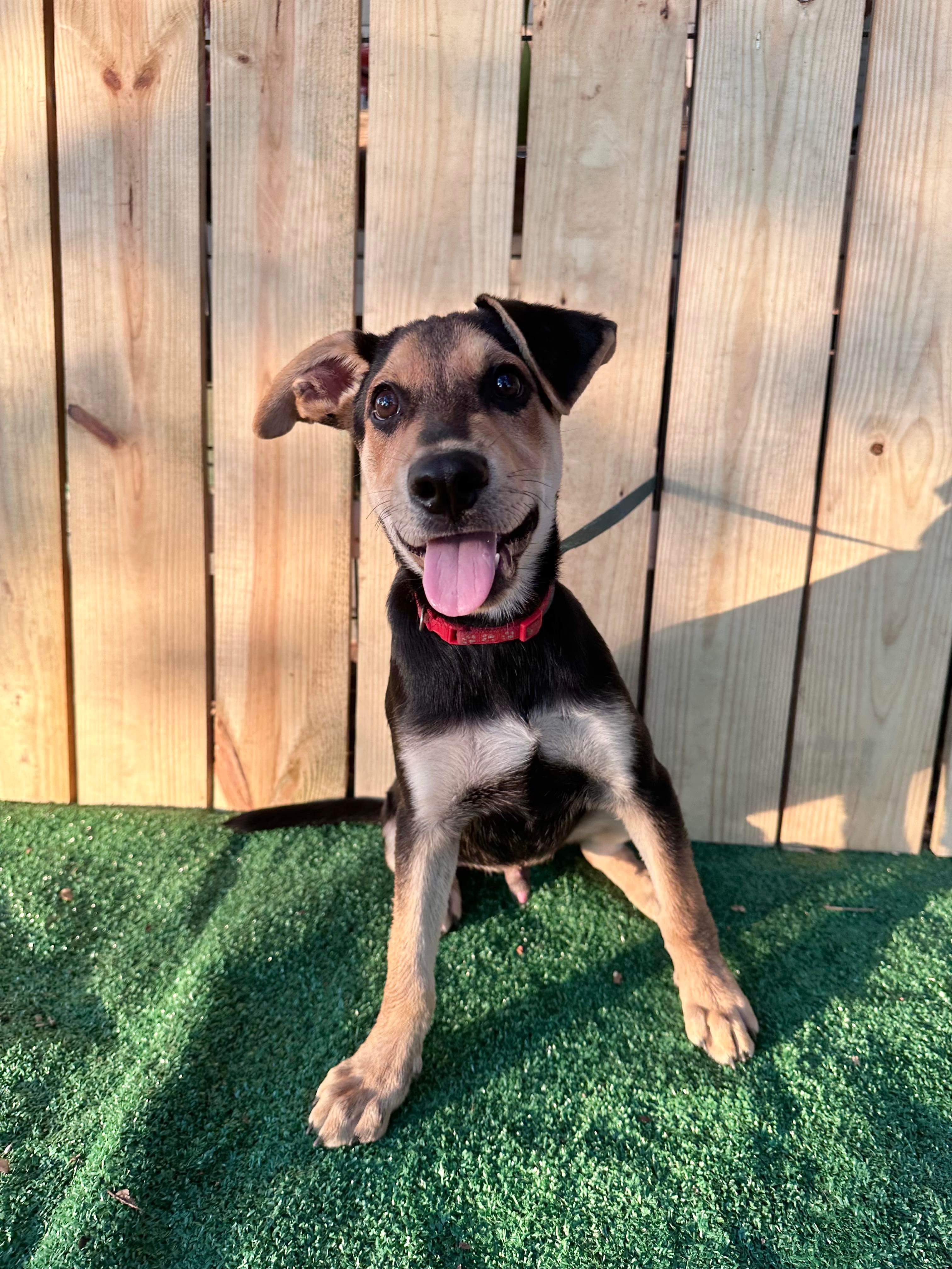*ADOPTED* <br> Aster