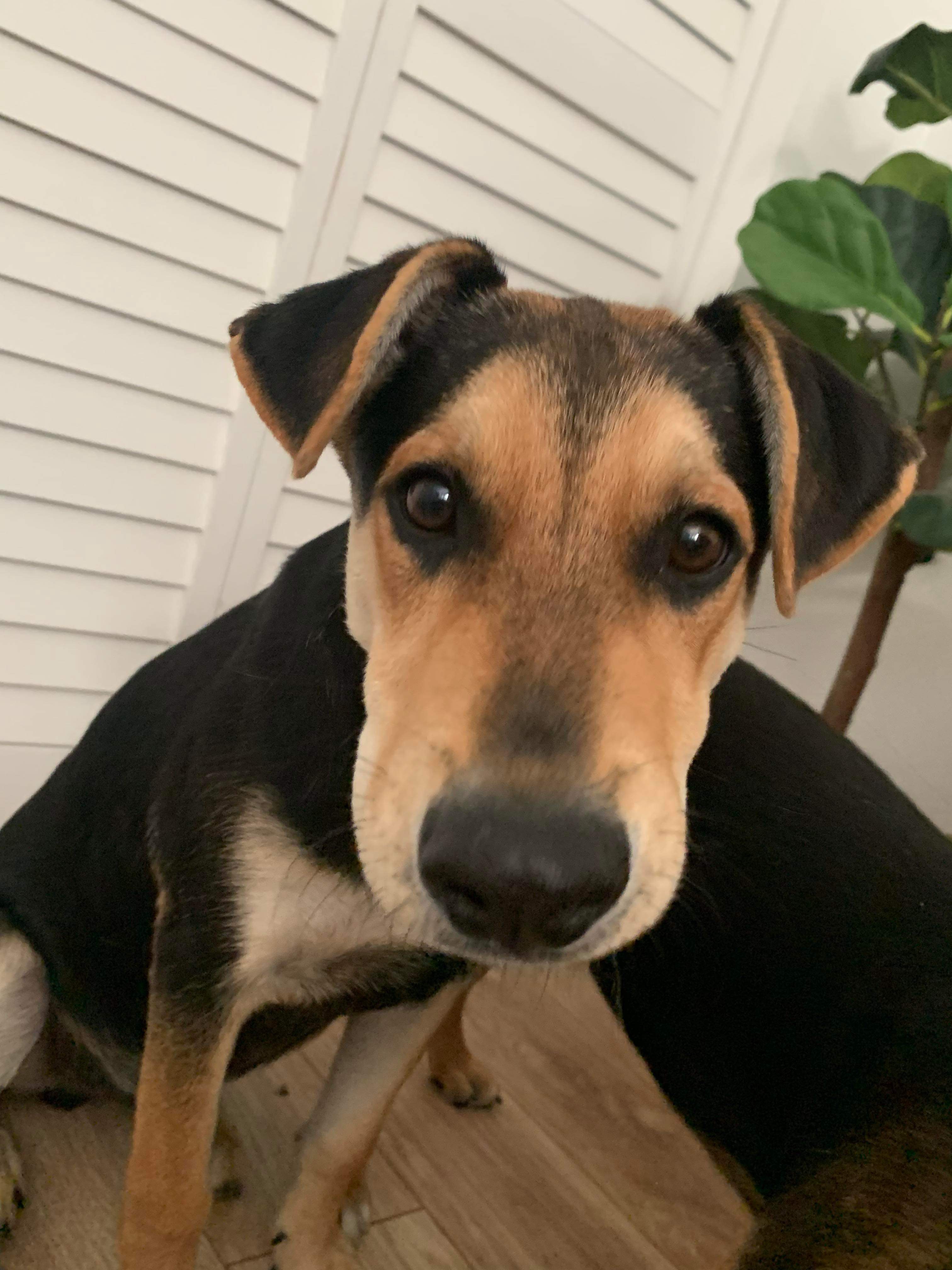 *ADOPTED* <br> Aster
