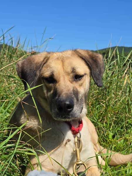 *ADOPTED* <br> Autumn 