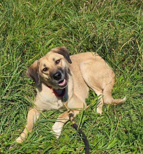 *ADOPTED* <br> Autumn 