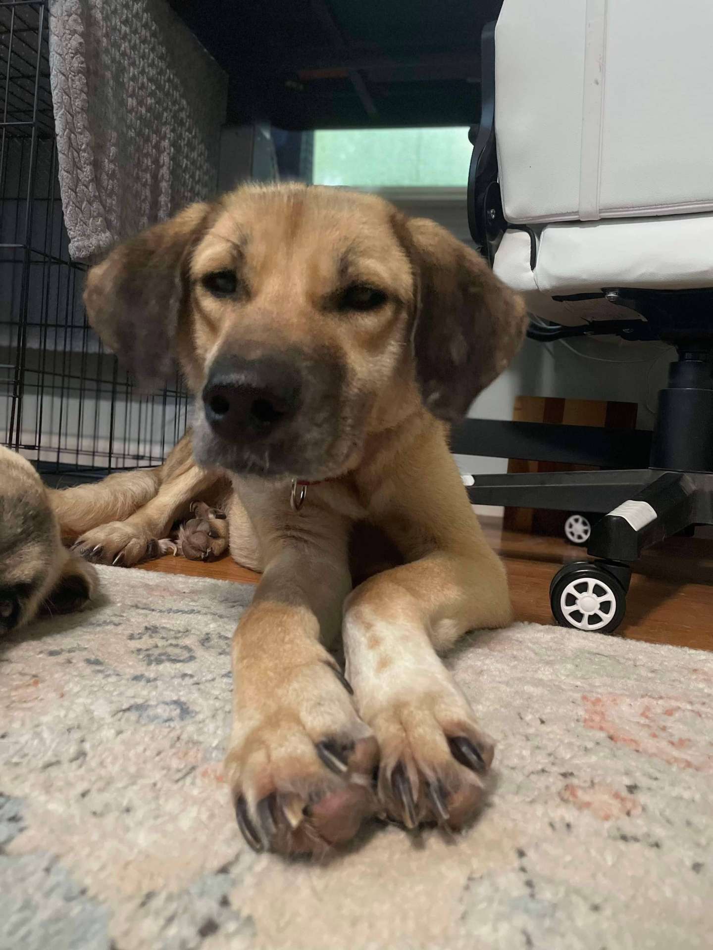 *ADOPTED* <br> Autumn 